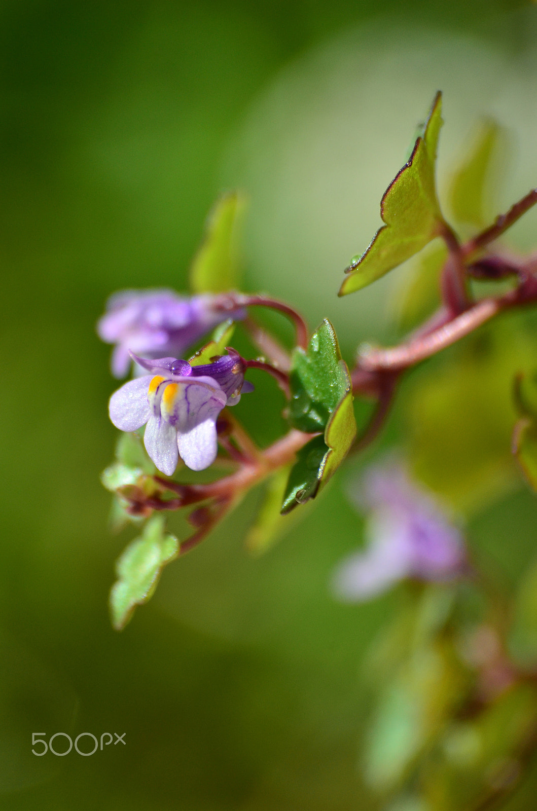 Nikon D5100 + Nikon AF Nikkor 180mm F2.8D ED-IF sample photo. *** photography