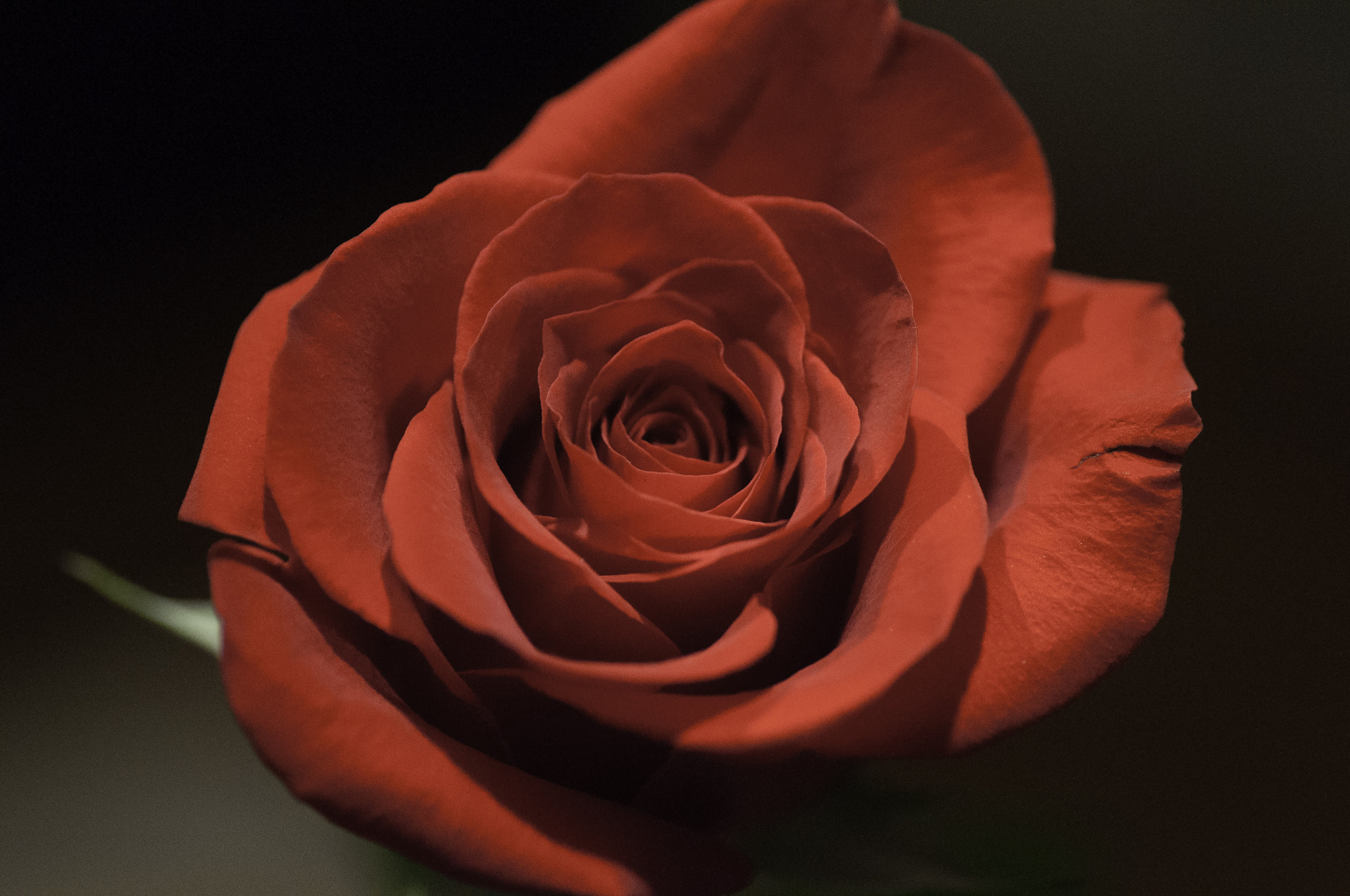 Nikon D5000 sample photo. Red rose photography