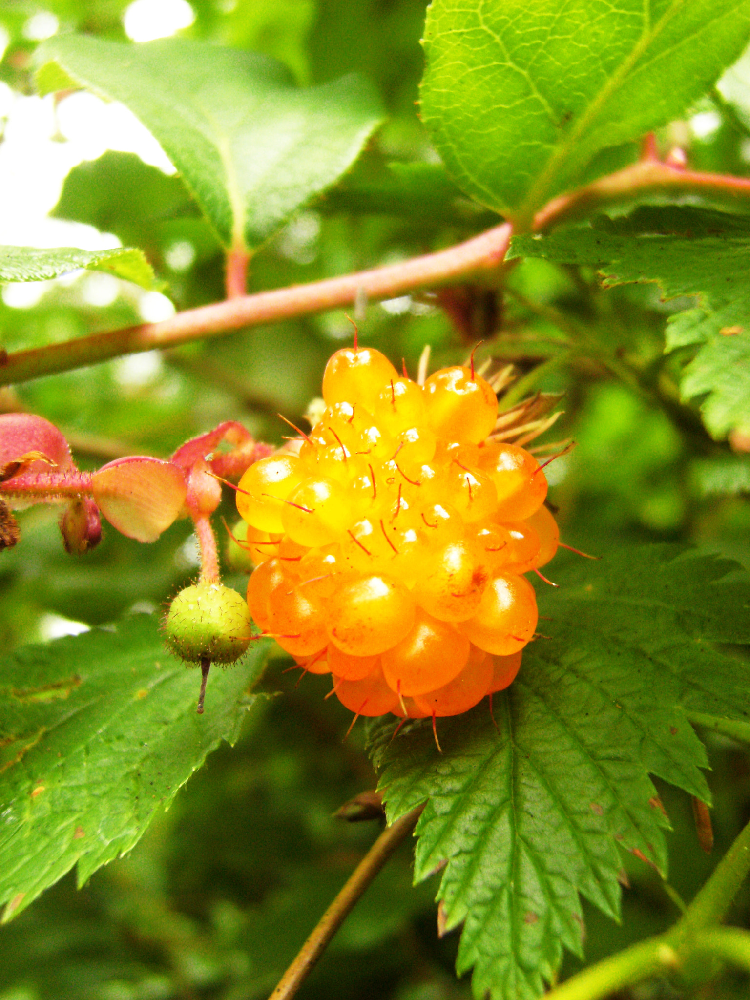 Fujifilm FinePix F480 sample photo. Salmonberry photography