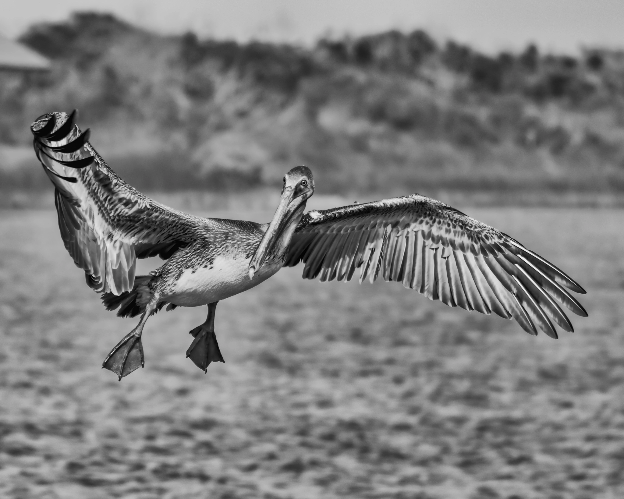 Nikon D5300 sample photo. Juvenile brown pelican photography