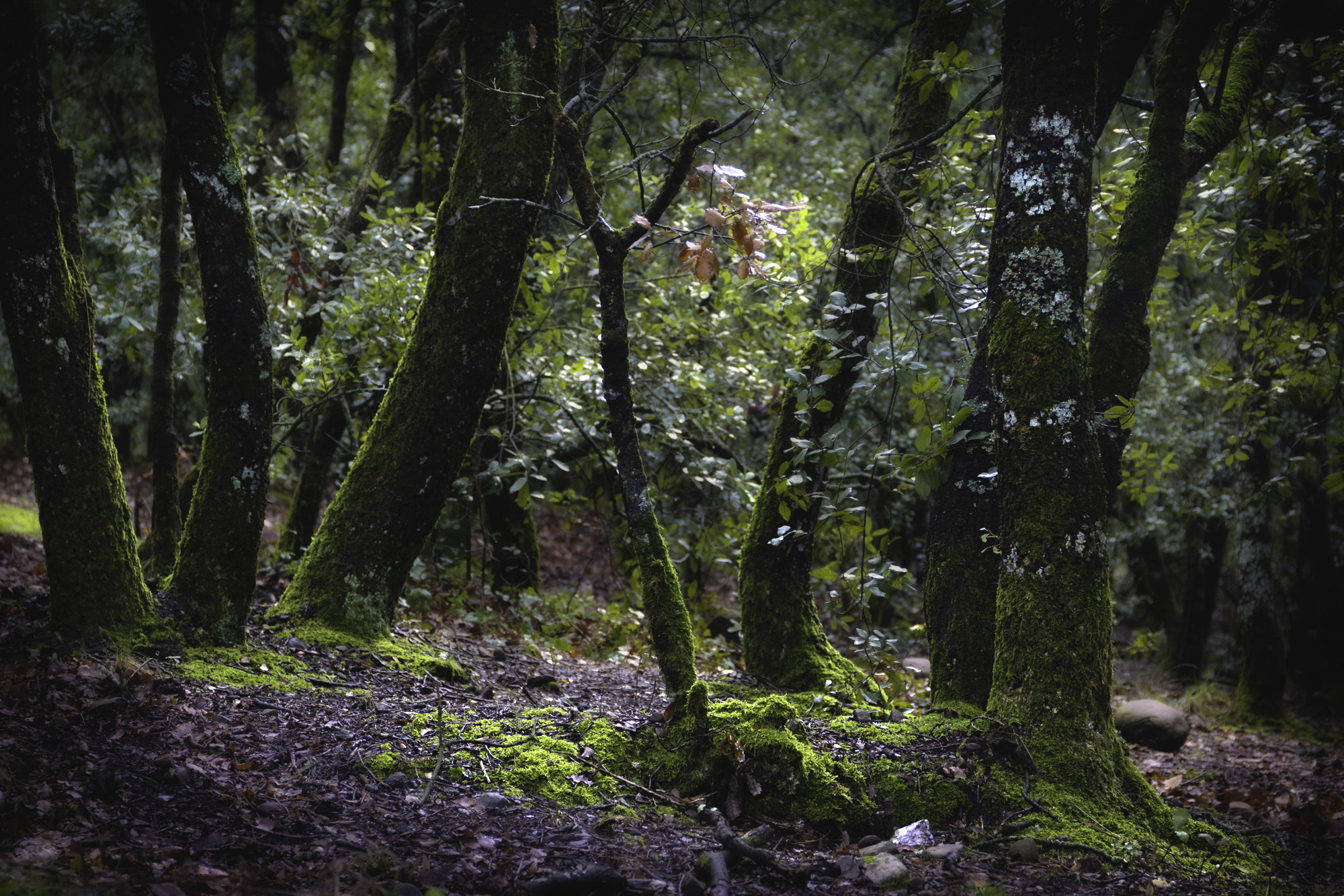 Canon EF 24-70mm F4L IS USM sample photo. Tierra de adas photography