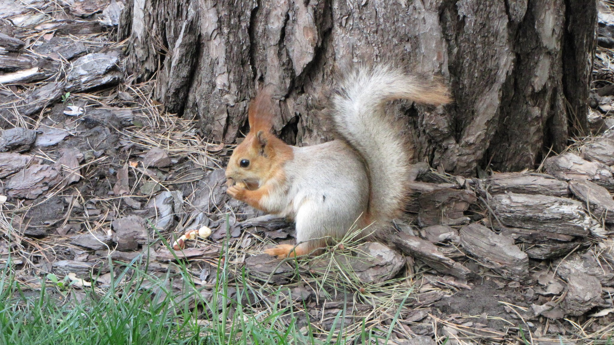 Canon PowerShot SX1 IS sample photo. Squirrel photography