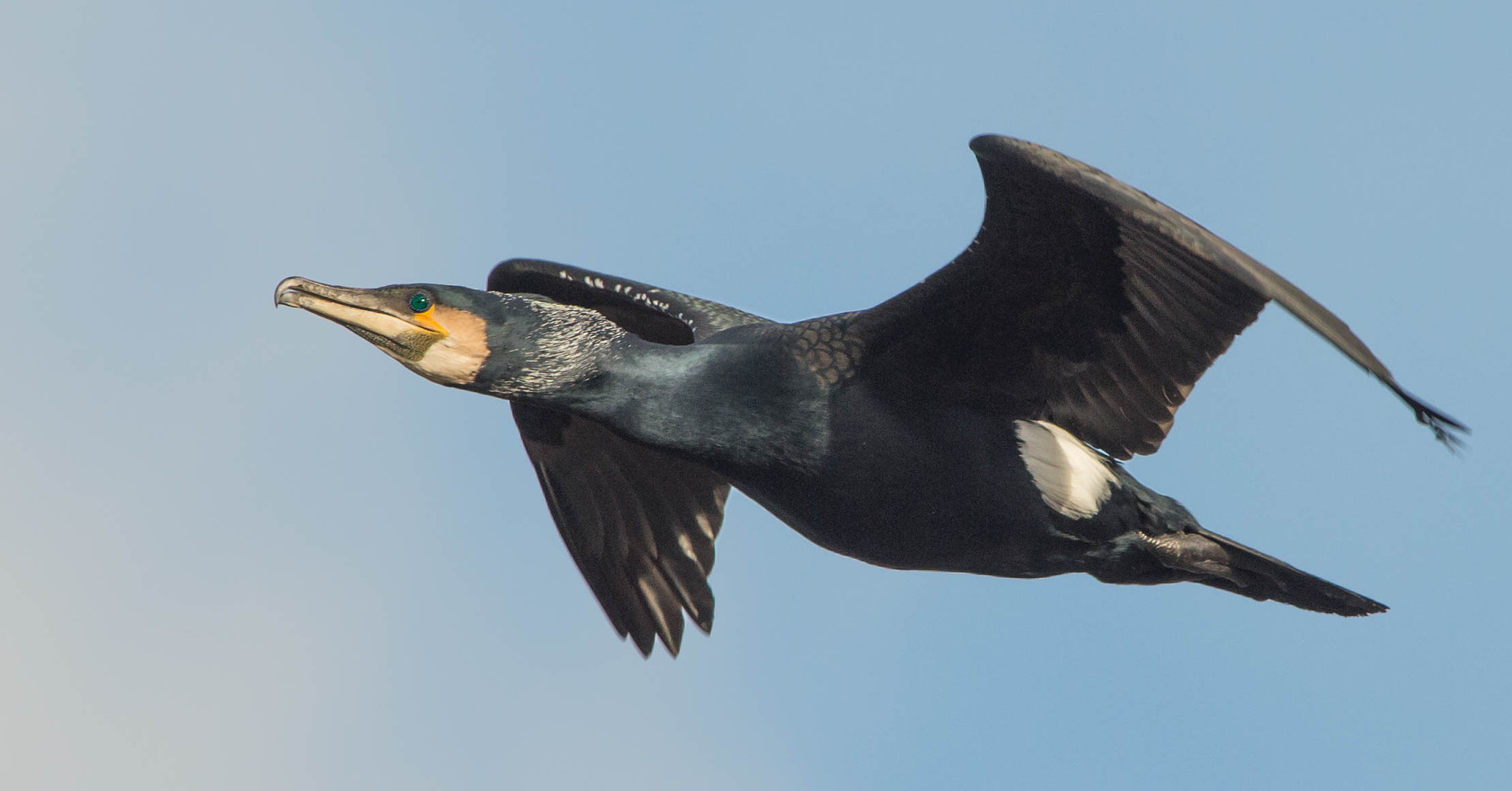 Nikon AF-S Nikkor 300mm F2.8G ED VR II sample photo. Cormorant photography