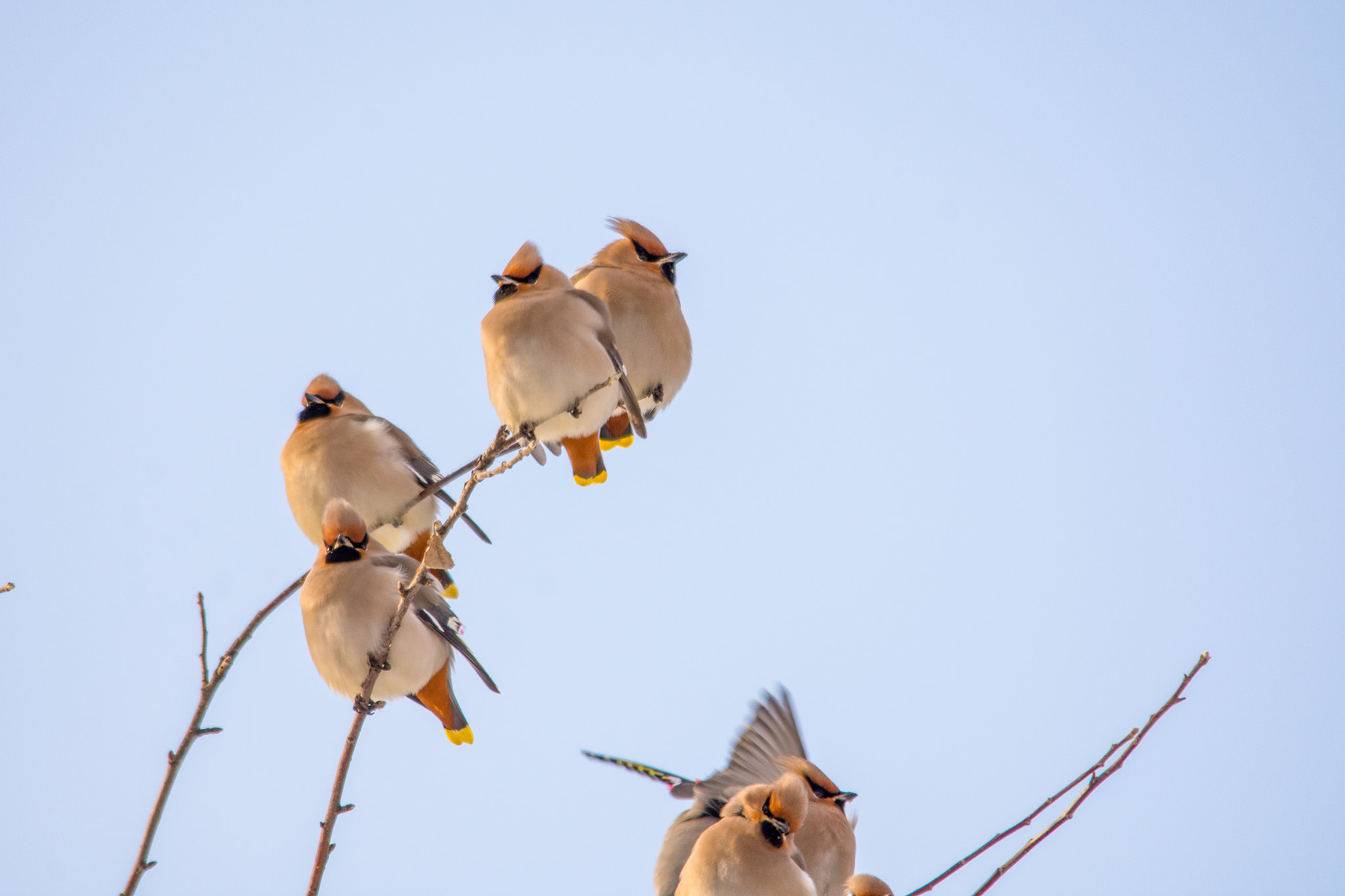 Sigma 150-500mm F5-6.3 DG OS HSM sample photo. Bohemian waxwing photography