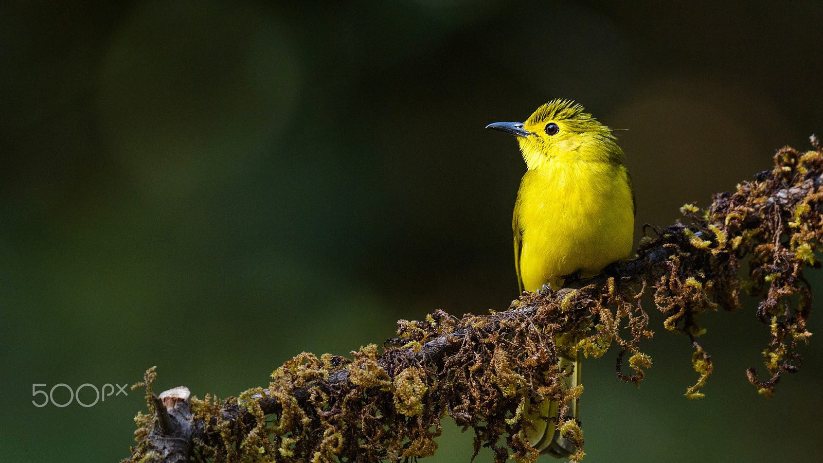 Nikon AF-S Nikkor 600mm F4E FL ED VR sample photo. Yellow browned bulbul photography