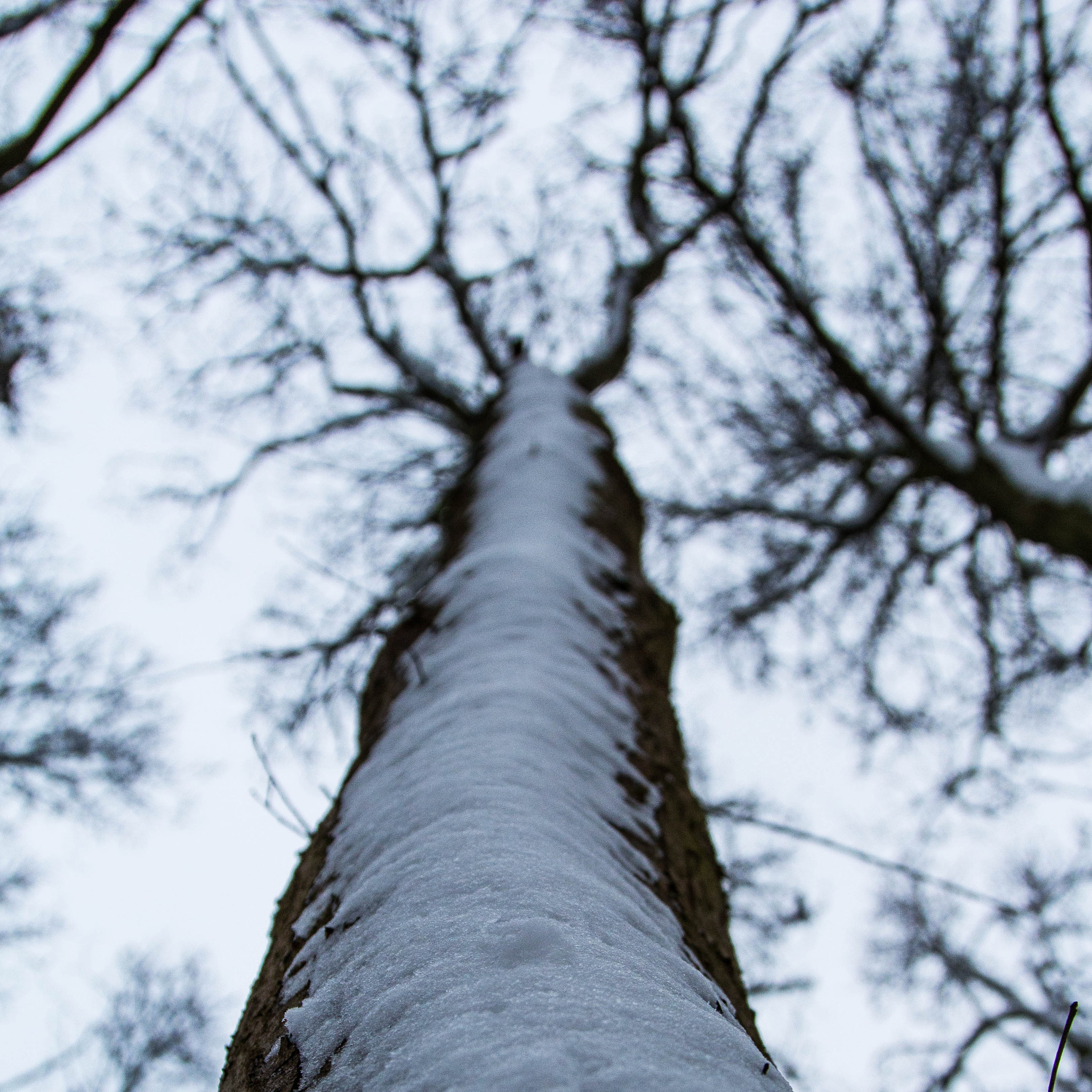 Canon EOS 700D (EOS Rebel T5i / EOS Kiss X7i) + Canon EF 24-105mm F4L IS USM sample photo. Snowy tree photography