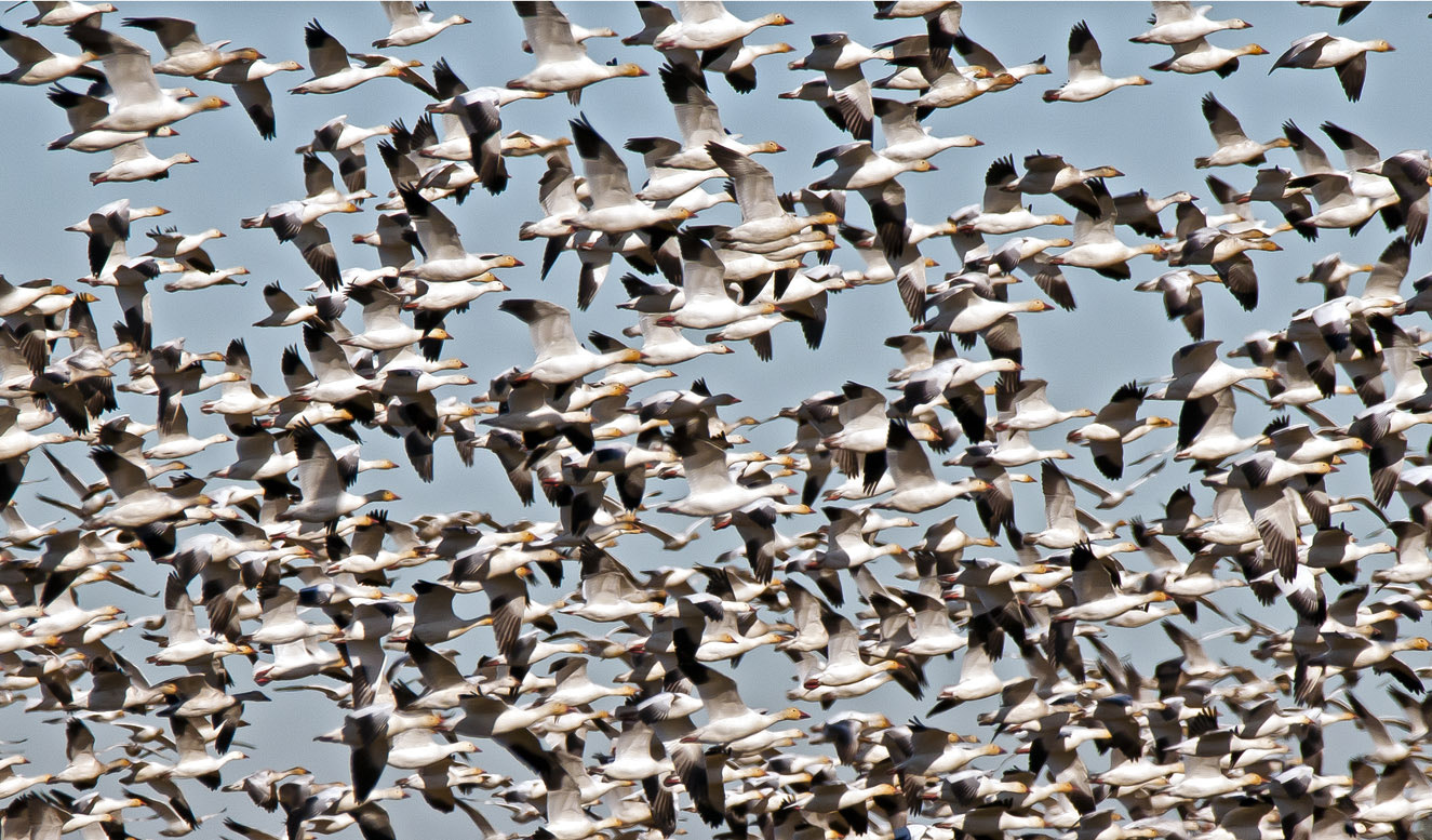 Sigma 150-600mm F5-6.3 DG OS HSM | C sample photo. Snow geese panic photography