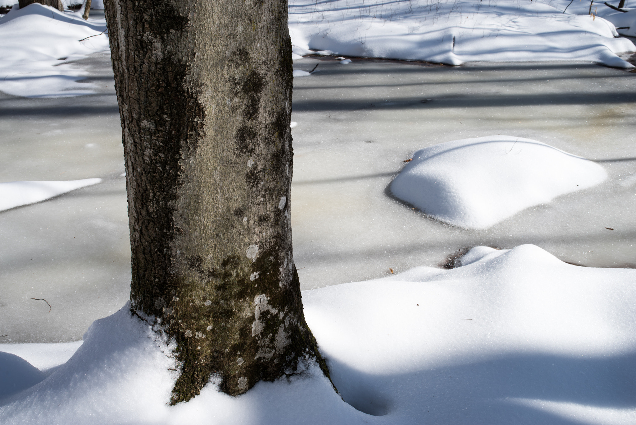 Pentax K-1 sample photo. Trunk and snow clump photography