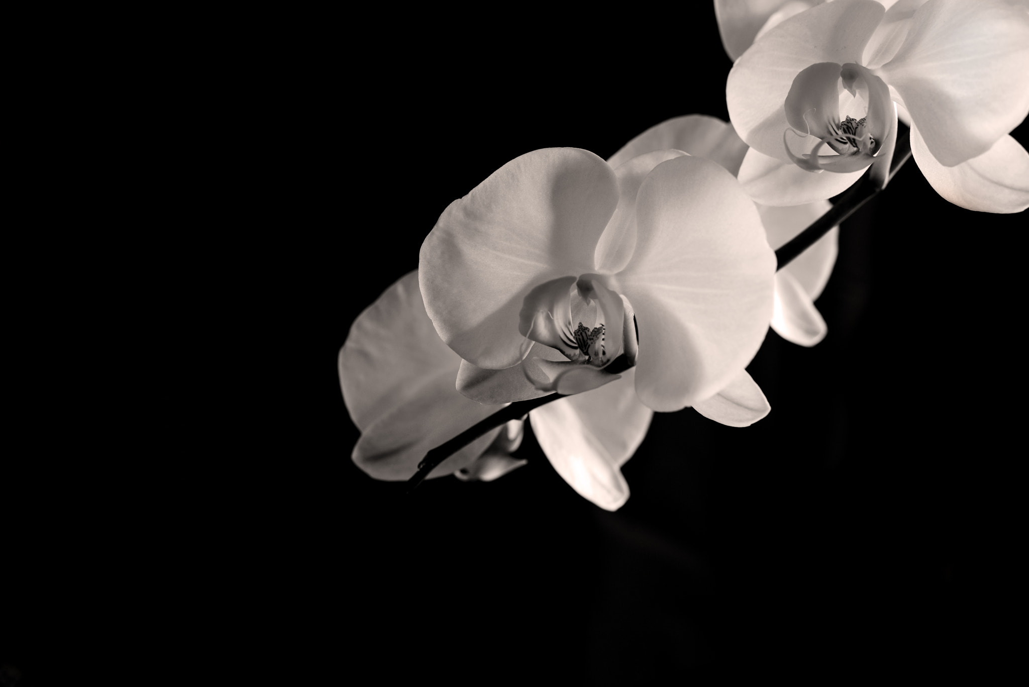 Nikon D800E + Nikon AF-S Nikkor 50mm F1.8G sample photo. Long exposure orchid photography