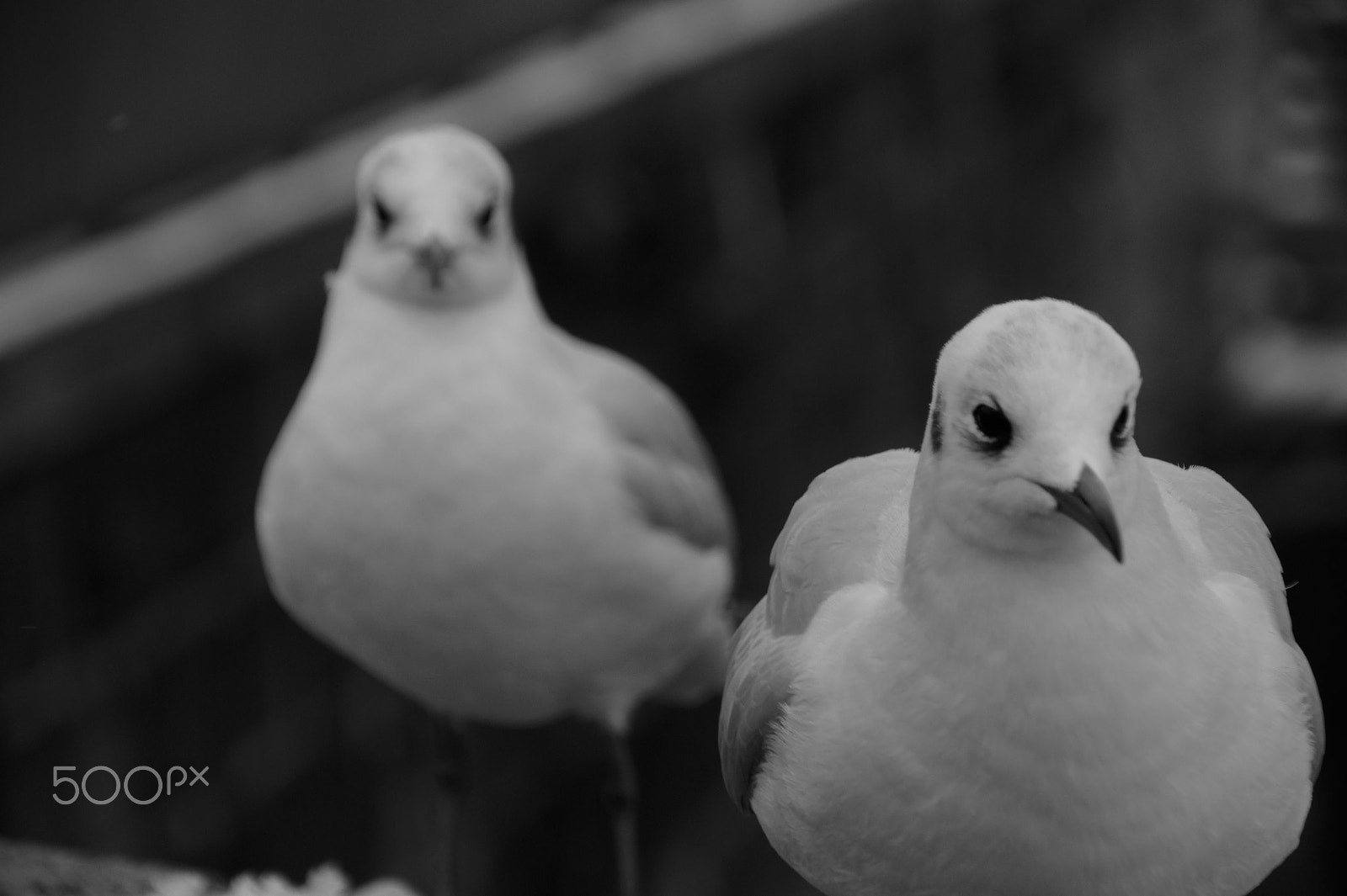 Sony Alpha DSLR-A550 + Tamron 18-270mm F3.5-6.3 Di II PZD sample photo. The seagulls photography