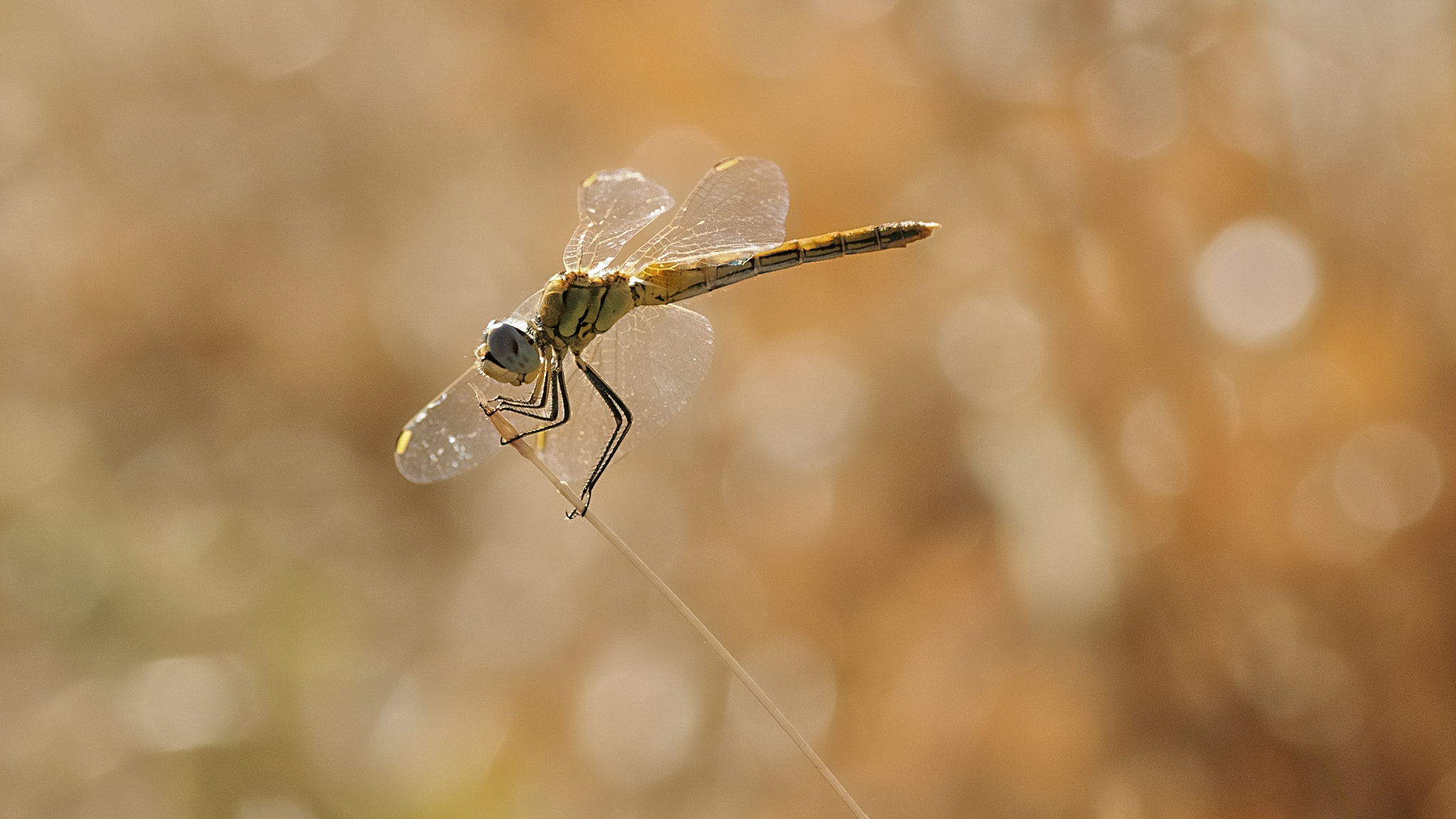 Nikon D300 sample photo. 167 photography