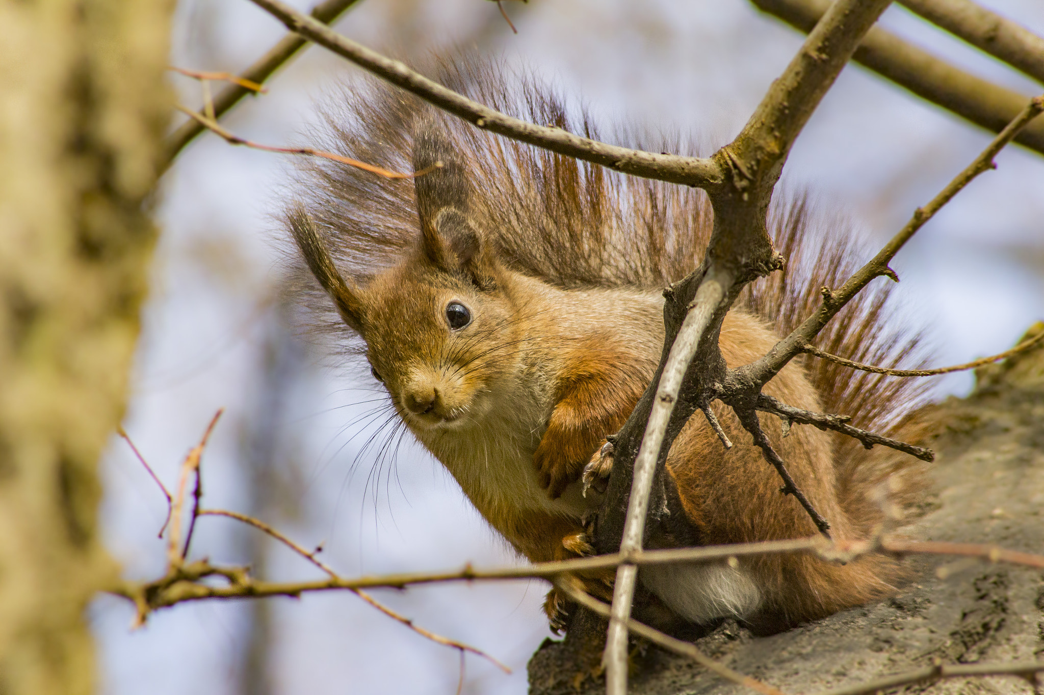 Canon EOS 1200D (EOS Rebel T5 / EOS Kiss X70 / EOS Hi) sample photo. Squirrel photography