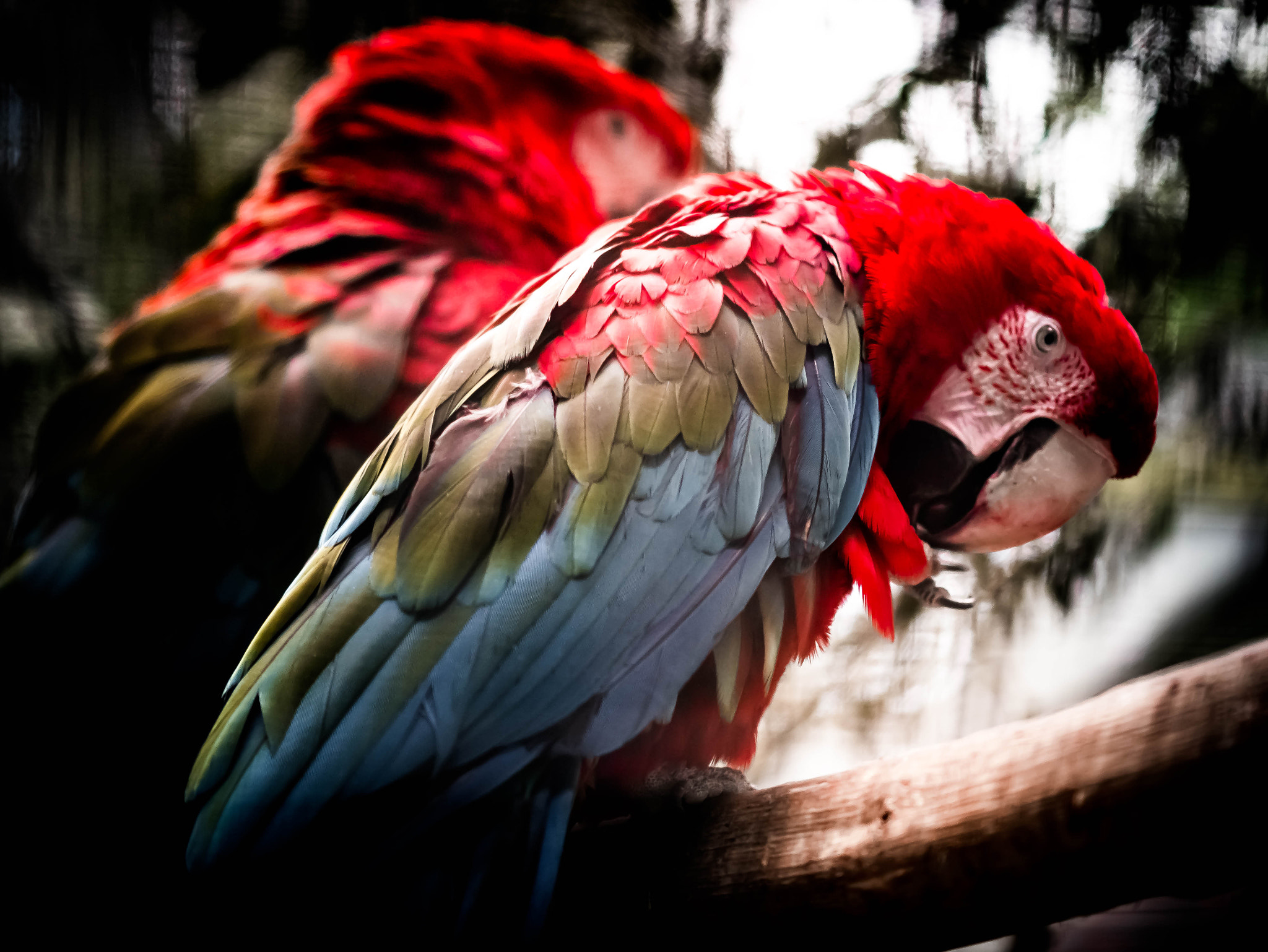 Panasonic Lumix DMC-GX85 (Lumix DMC-GX80 / Lumix DMC-GX7 Mark II) + Panasonic Leica DG Nocticron 42.5mm F1.2 ASPH OIS sample photo. Macaw art photography