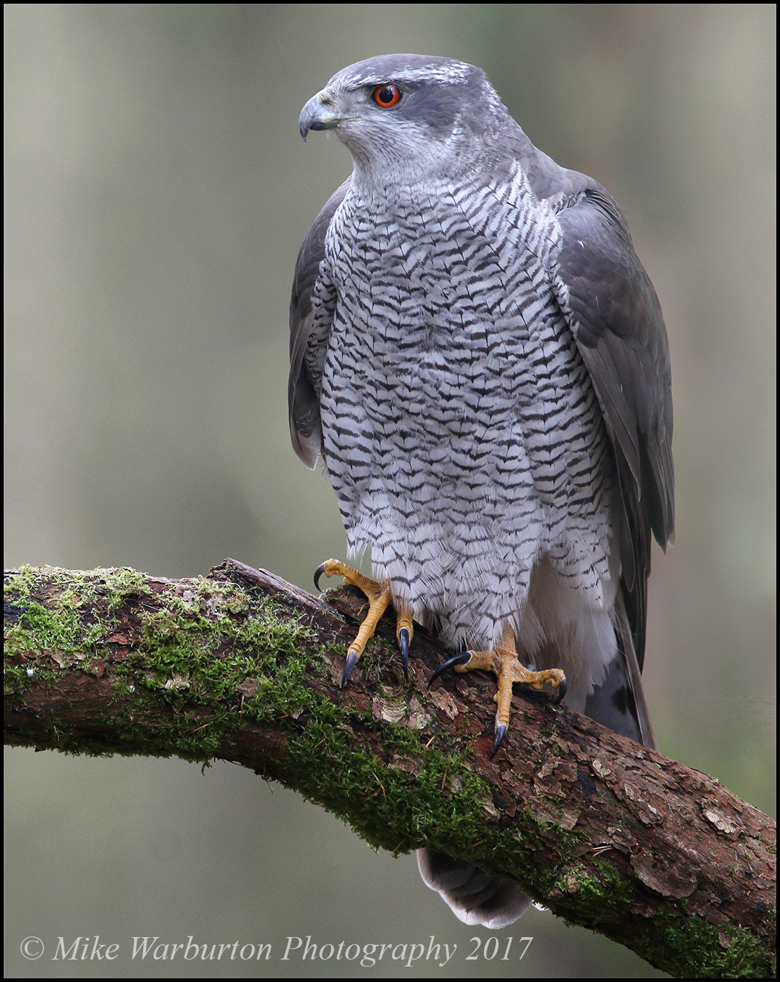 150-600mm F5-6.3 DG OS HSM | Contemporary 015 sample photo. Northern goshawk photography