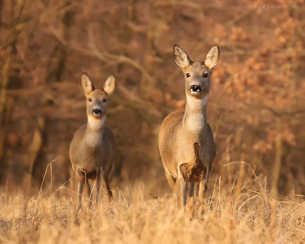 Sigma 50-500mm f/4-6.3 APO HSM EX sample photo. "copy & paste" :-) photography
