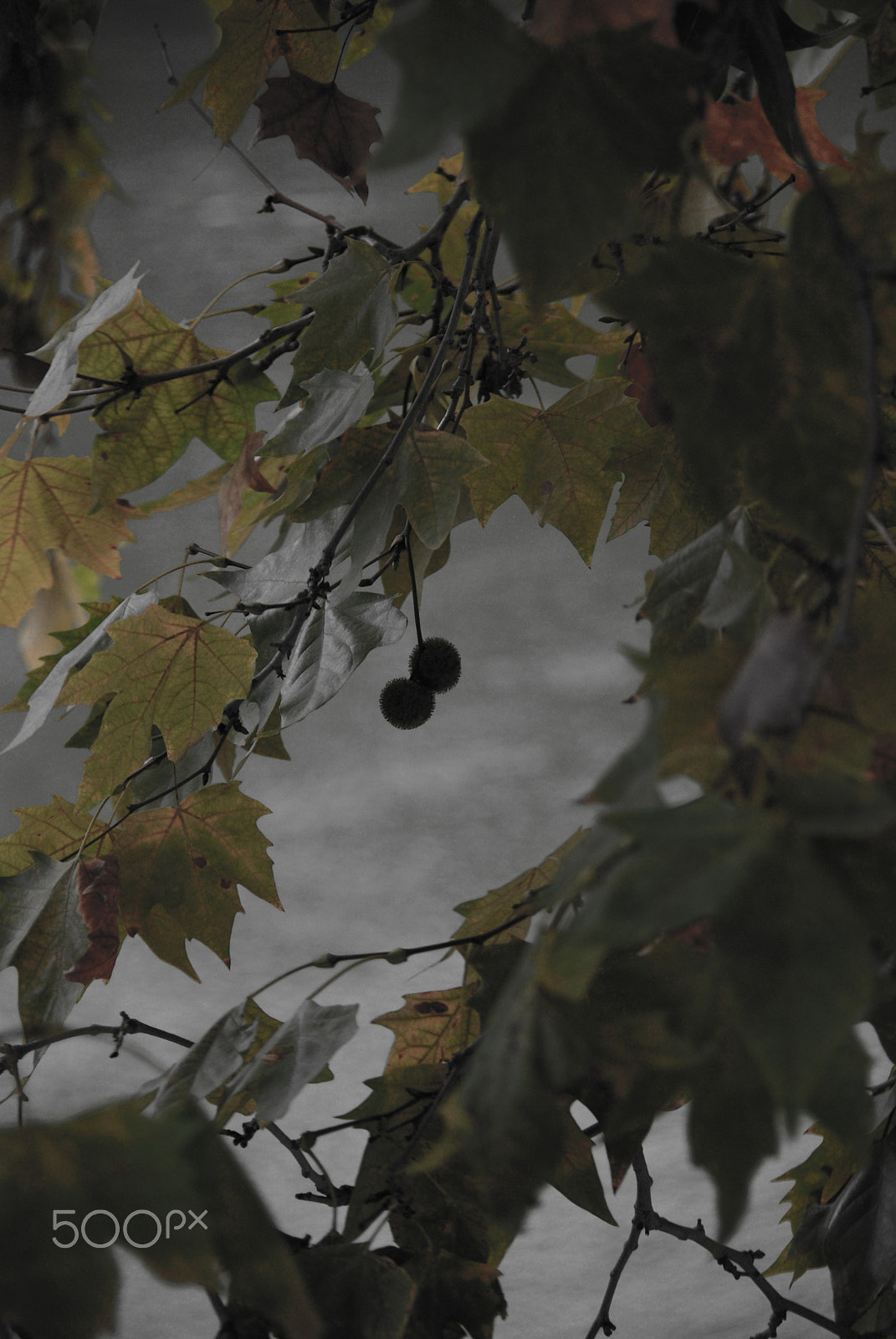Nikon D80 sample photo. Through leaves photography