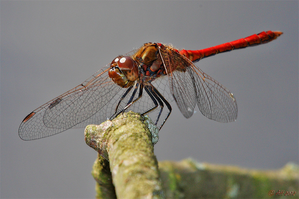 Canon EOS 5D Mark II + Canon EF 70-200mm F2.8L IS II USM sample photo. Dragonfly photography