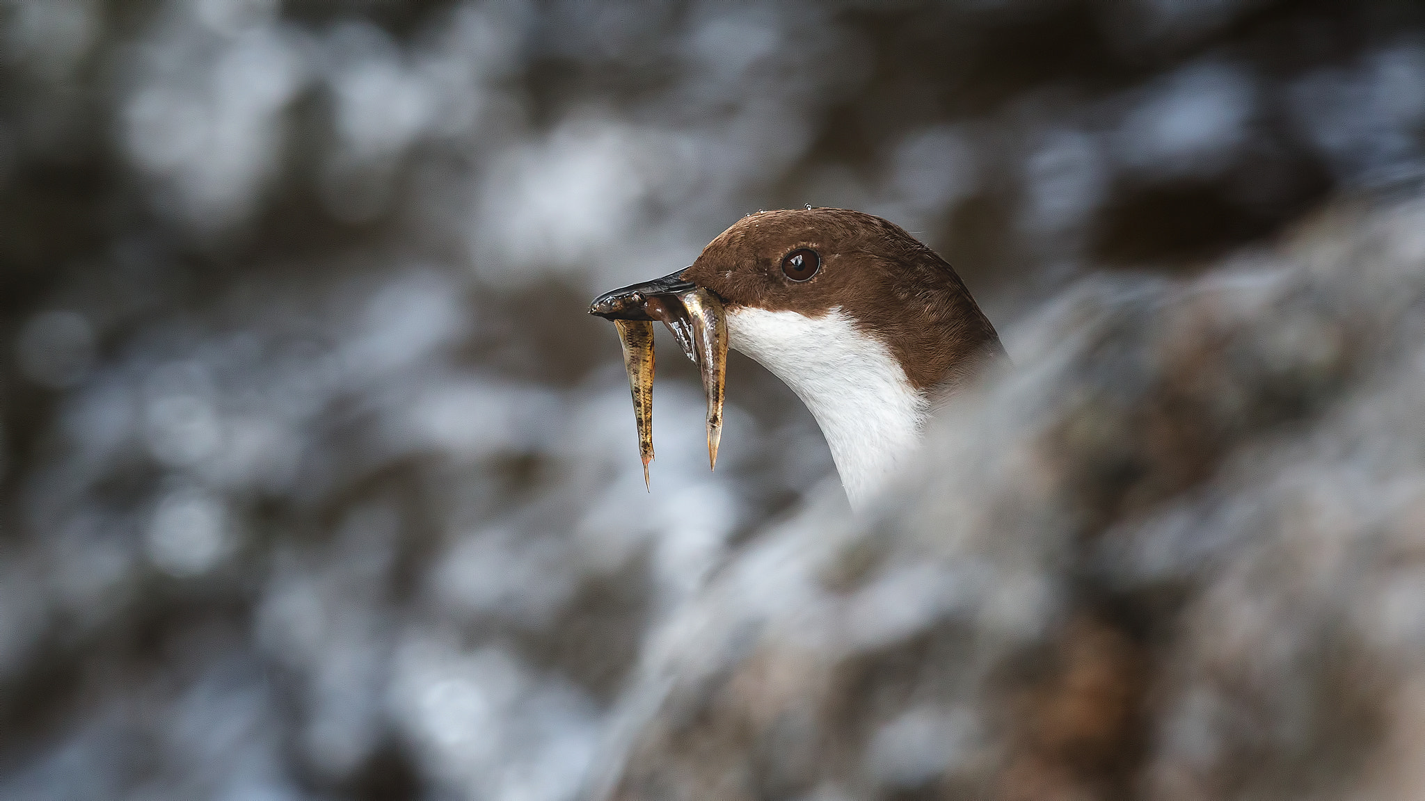 Canon EOS 70D + Canon EF 400mm F2.8L IS USM sample photo. Happy valentines day photography