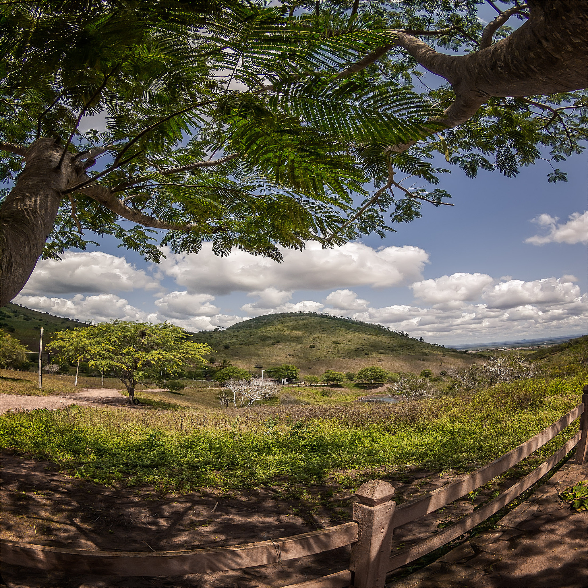 OLYMPUS 8mm Lens sample photo. CampiÑas  baianas. photography