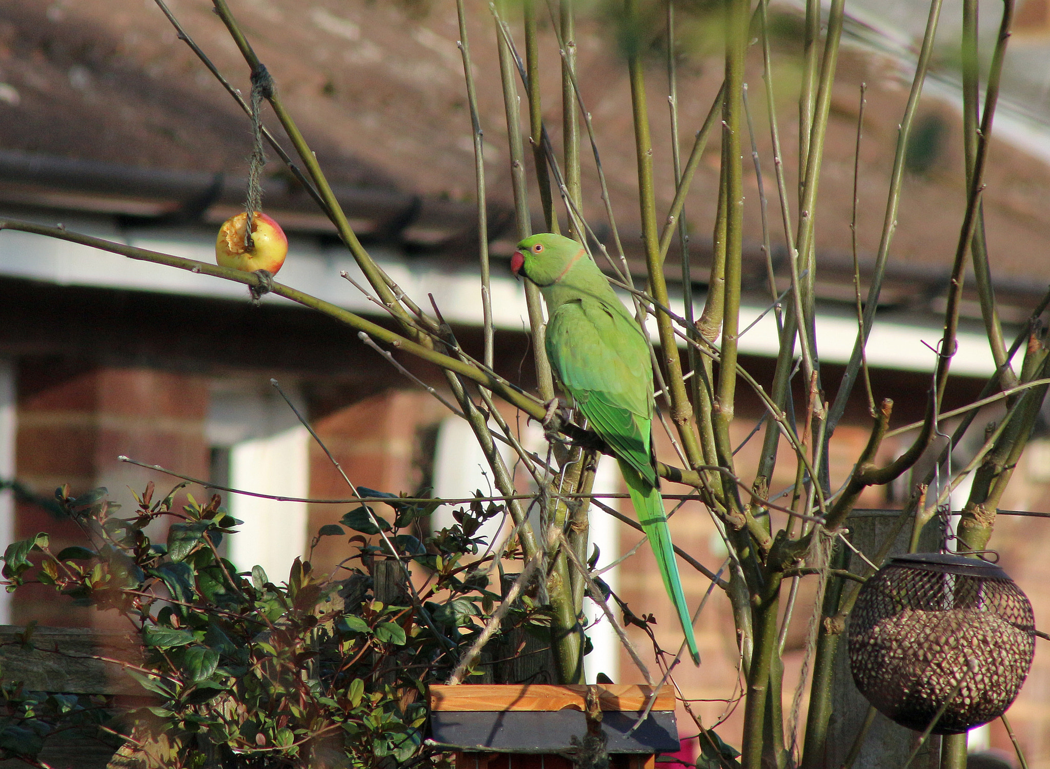 Canon EOS 700D (EOS Rebel T5i / EOS Kiss X7i) + EF75-300mm f/4-5.6 sample photo. Ring necked parakeet photography