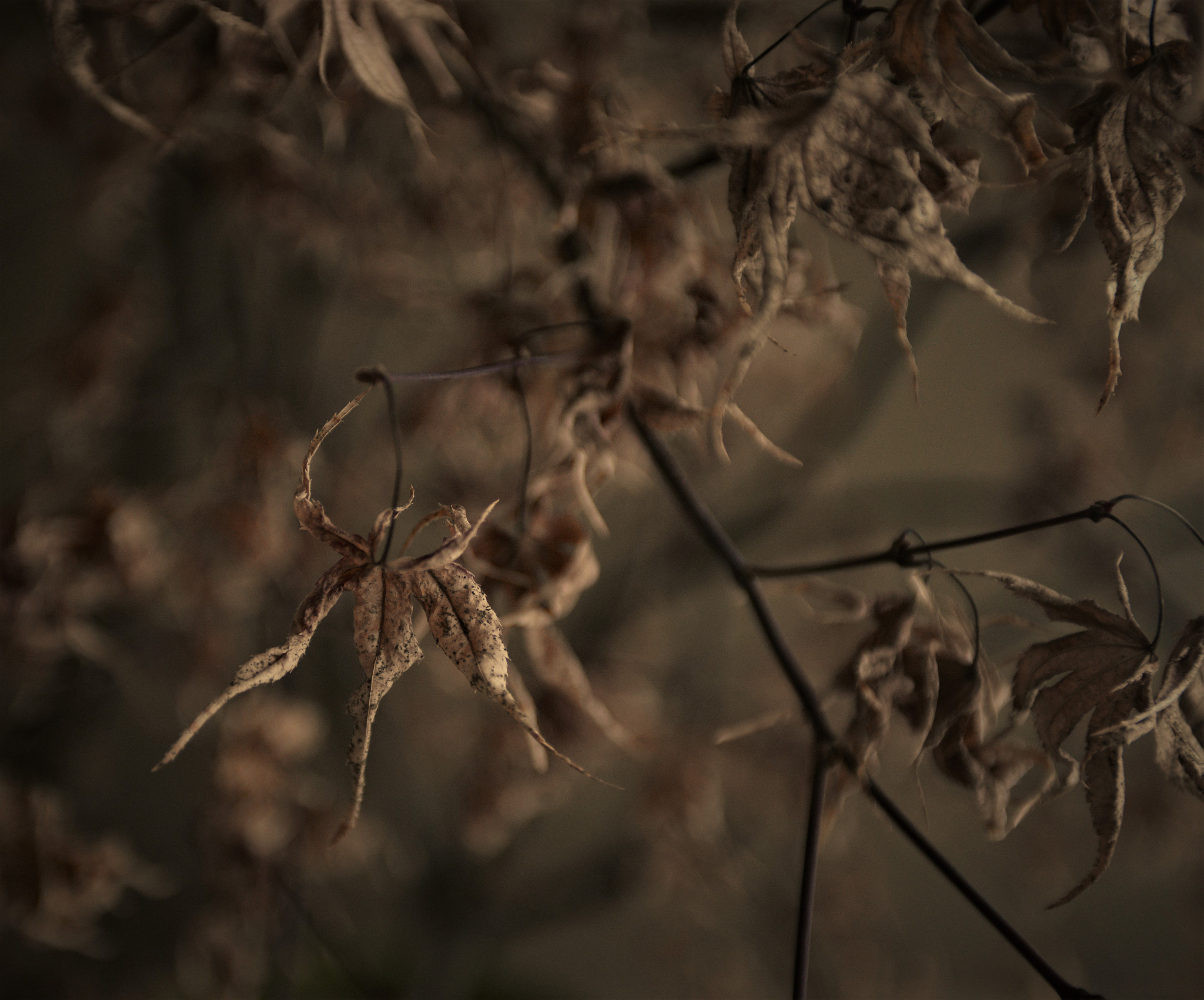 Nikon AF-S Nikkor 28-70mm F2.8 ED-IF sample photo. Leaf photography