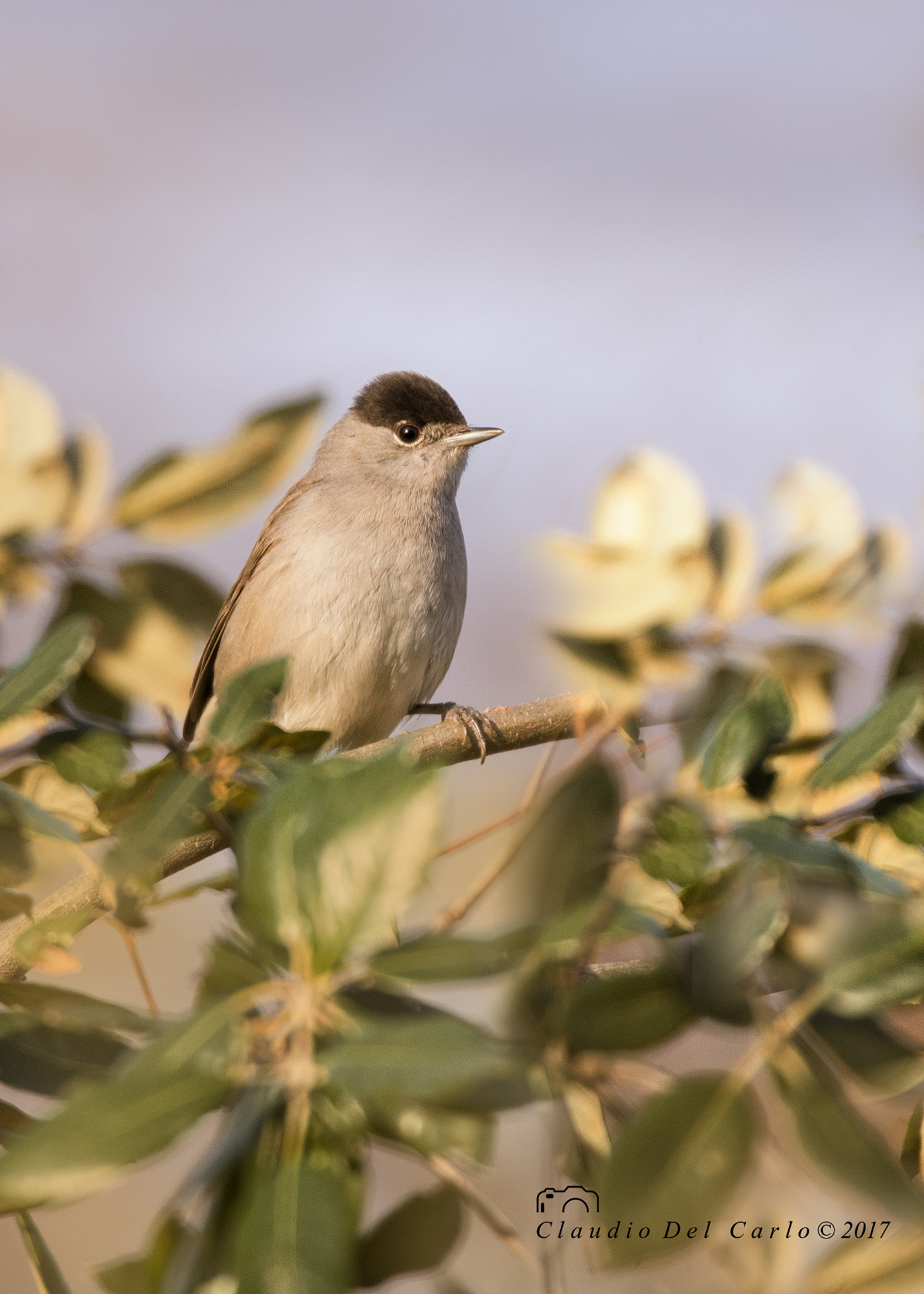 Sigma 150-600mm F5-6.3 DG OS HSM | S sample photo. 20170214_1098.jpg photography