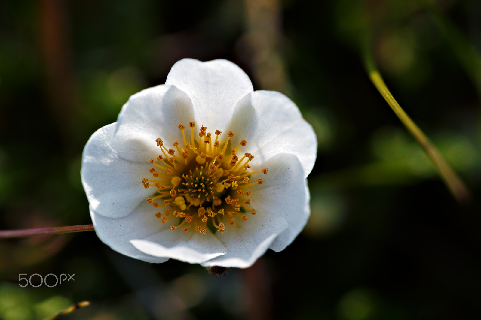 Canon EF 180mm F3.5L Macro USM sample photo. Dryas octopetala photography