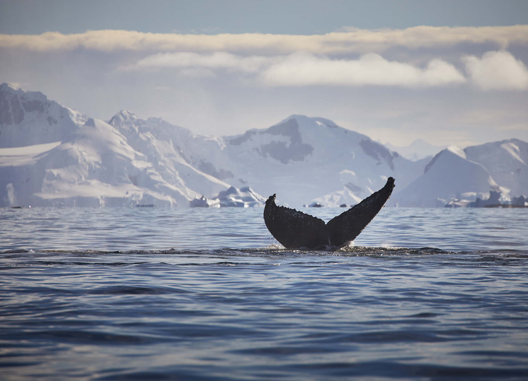 Canon EF 70-300mm F4-5.6L IS USM sample photo. Whale watching photography