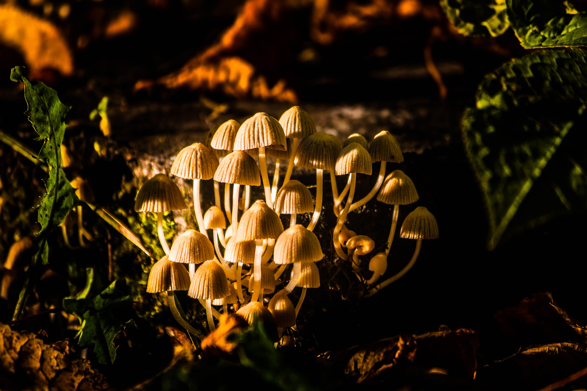 Canon EOS 400D (EOS Digital Rebel XTi / EOS Kiss Digital X) + Canon EF-S 55-250mm F4-5.6 IS II sample photo. Bunch of mushrooms photography