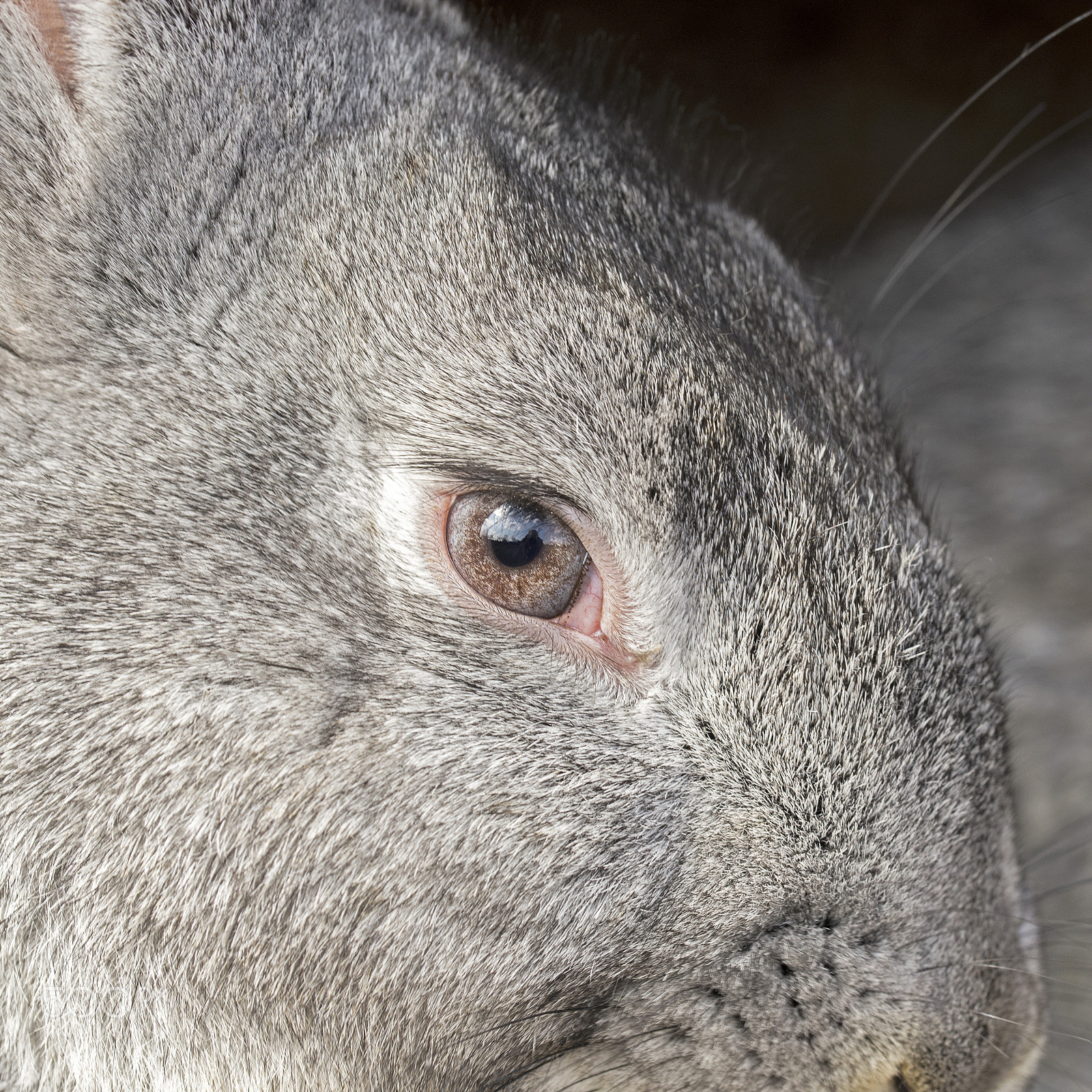 Nikon D610 + Tamron SP 90mm F2.8 Di VC USD 1:1 Macro (F004) sample photo. Portrait of gray rabbit photography