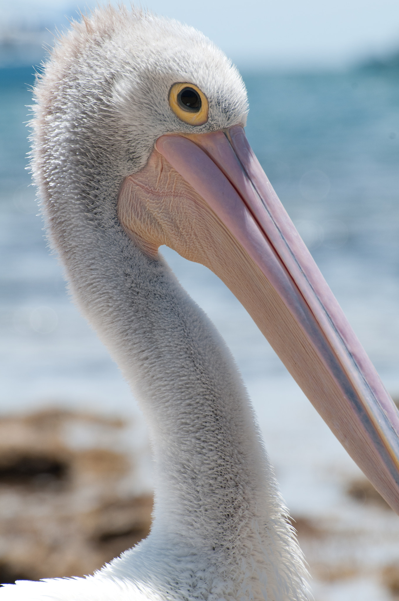 Nikon D300S sample photo. Pelican photography