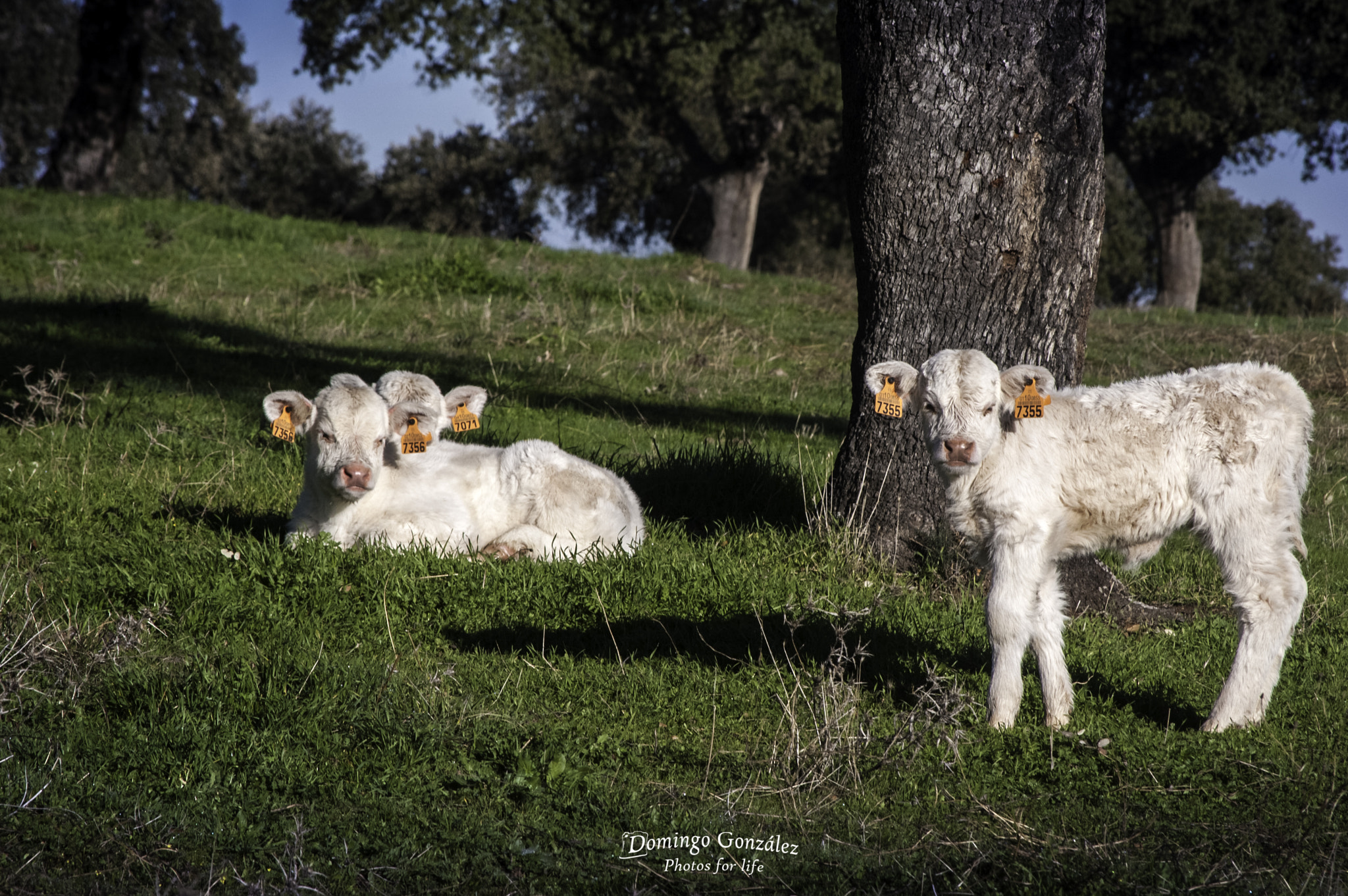 Nikon D40 sample photo. Creciendo en la dehesa photography