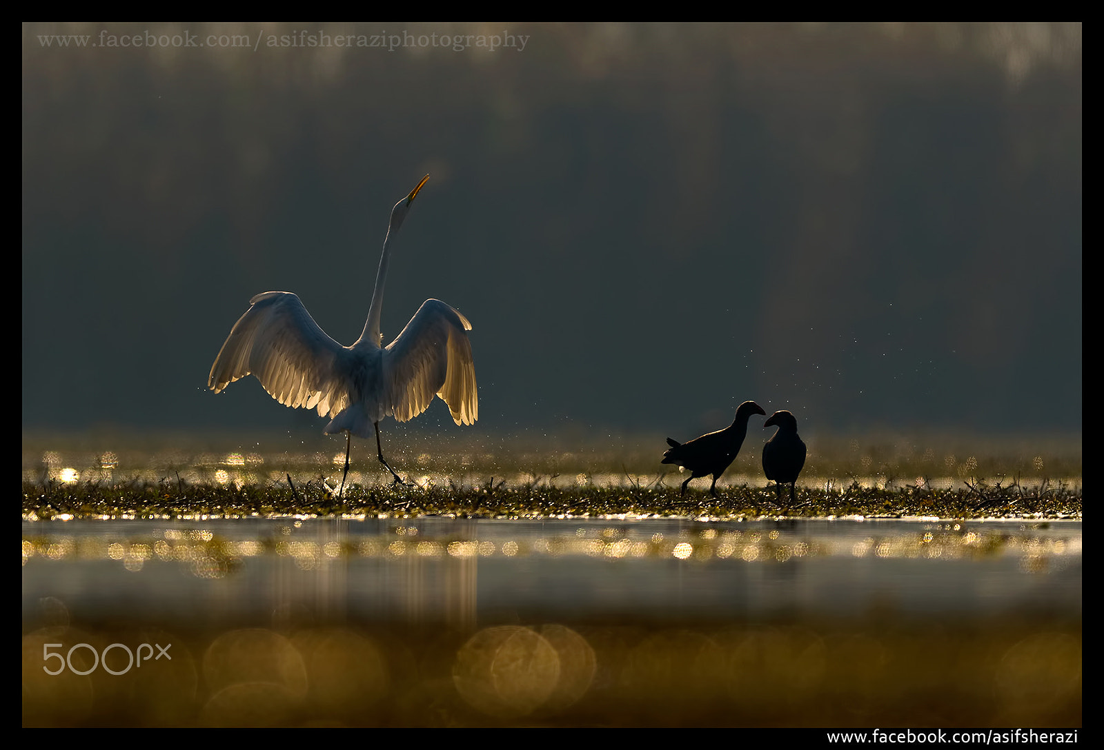 Nikon AF-S Nikkor 600mm F4E FL ED VR sample photo. Beauty of the nature photography