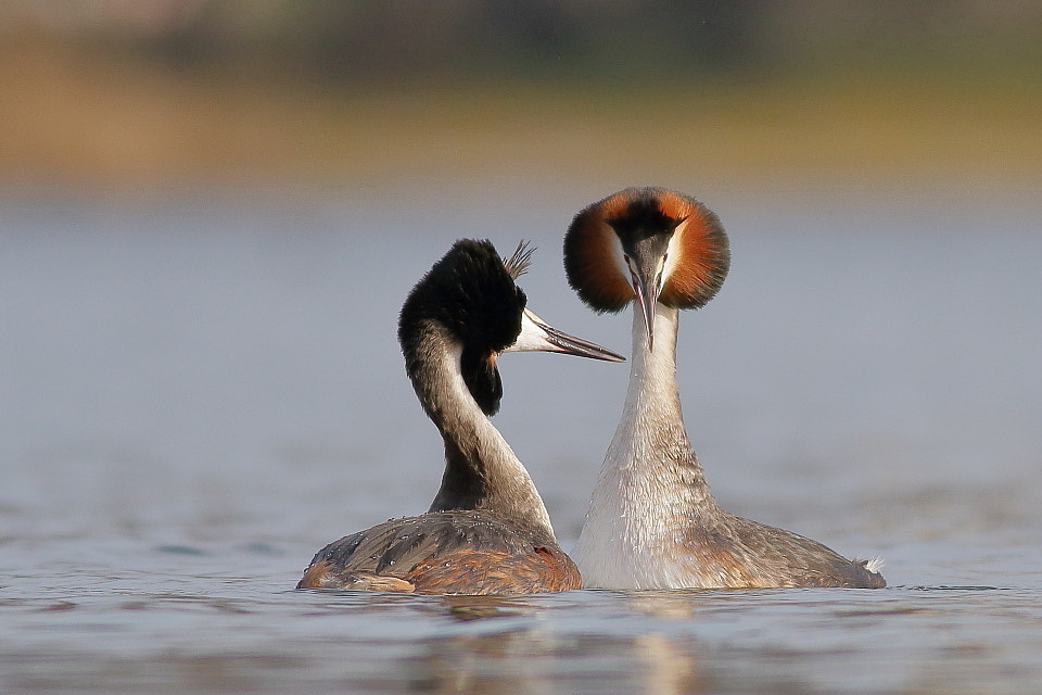 Canon EOS 70D + Canon EF 400mm F5.6L USM sample photo. Great crested grebe - mating call photography