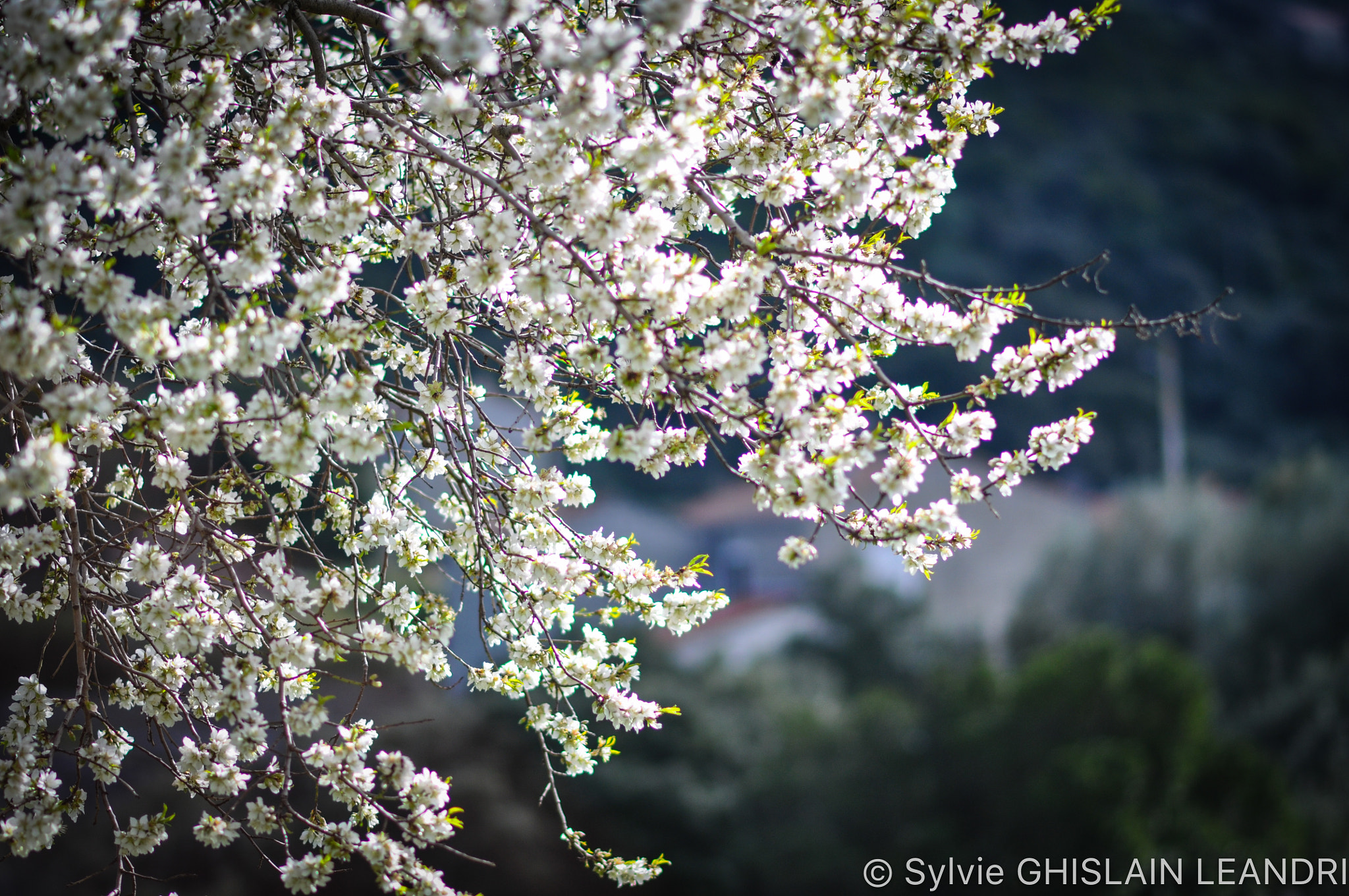 Nikon D5000 + Nikon AF-S Nikkor 85mm F1.8G sample photo. En fleurs photography