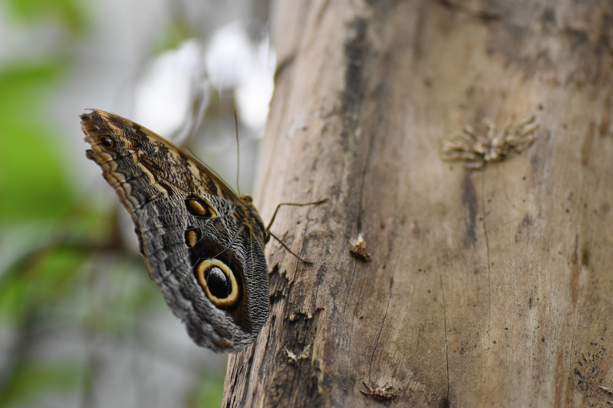 Nikon D5500 sample photo. Bananenfalter photography