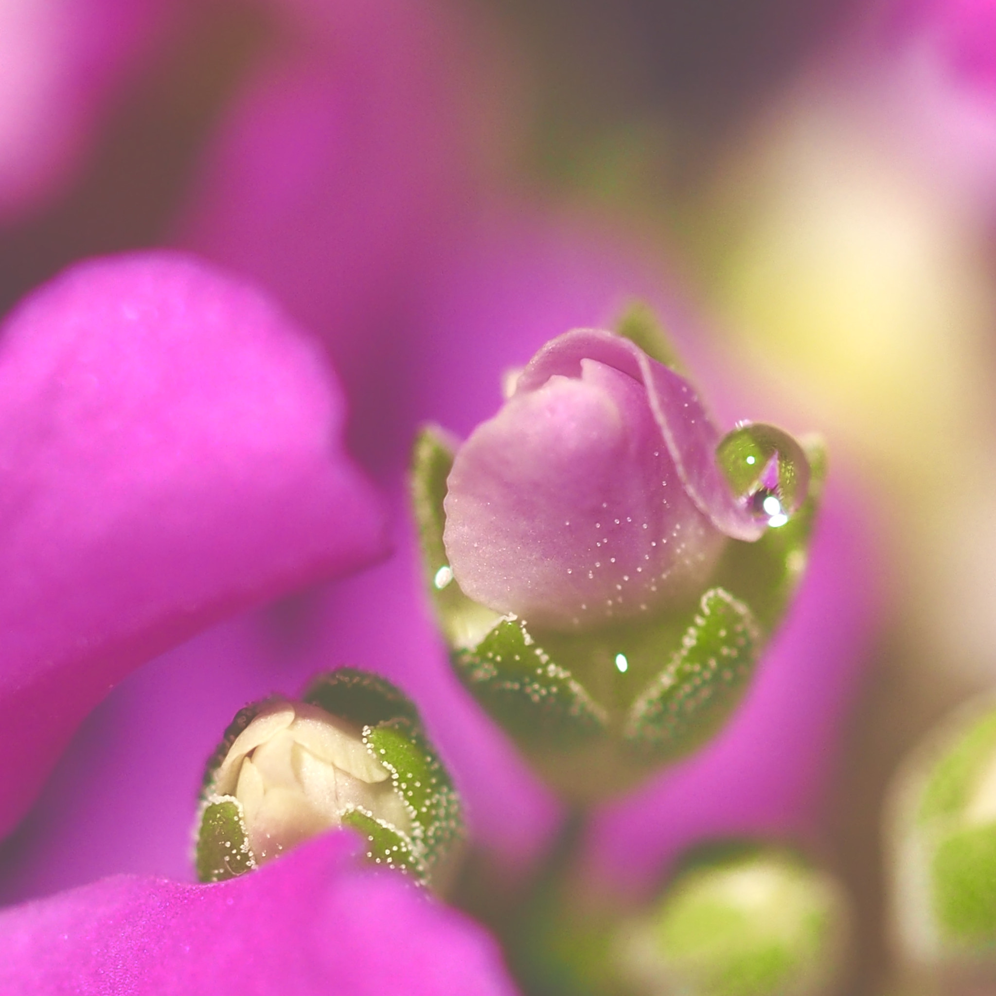 Olympus M.Zuiko Digital ED 60mm F2.8 Macro sample photo. The bud of a flower photography