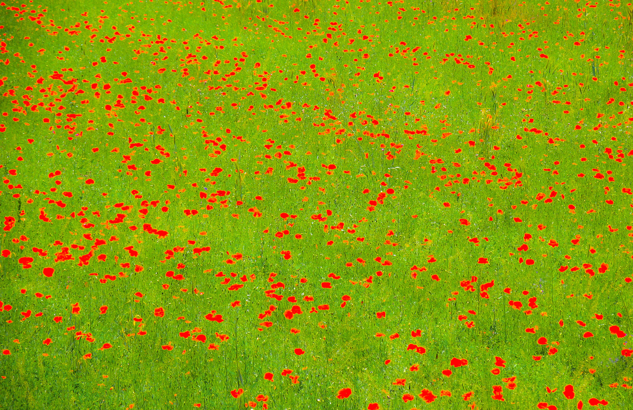 Canon POWERSHOT PRO1 sample photo. Red dots on green ground photography