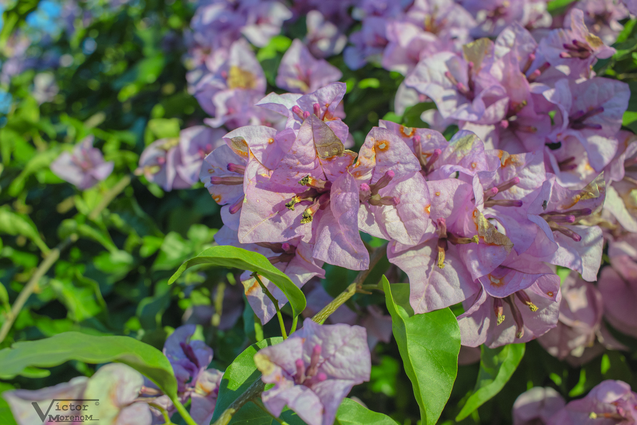 Canon EF-S 24mm F2.8 STM sample photo. Flores en invierno / flores on the winter photography