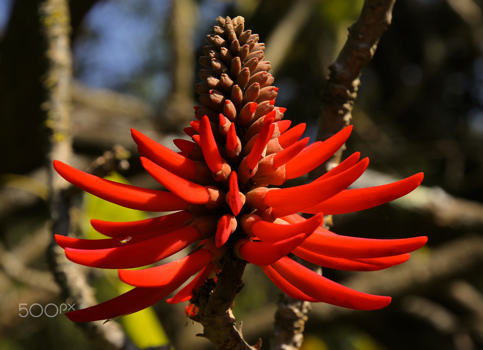 Canon EOS 60D sample photo. Red bananas? photography