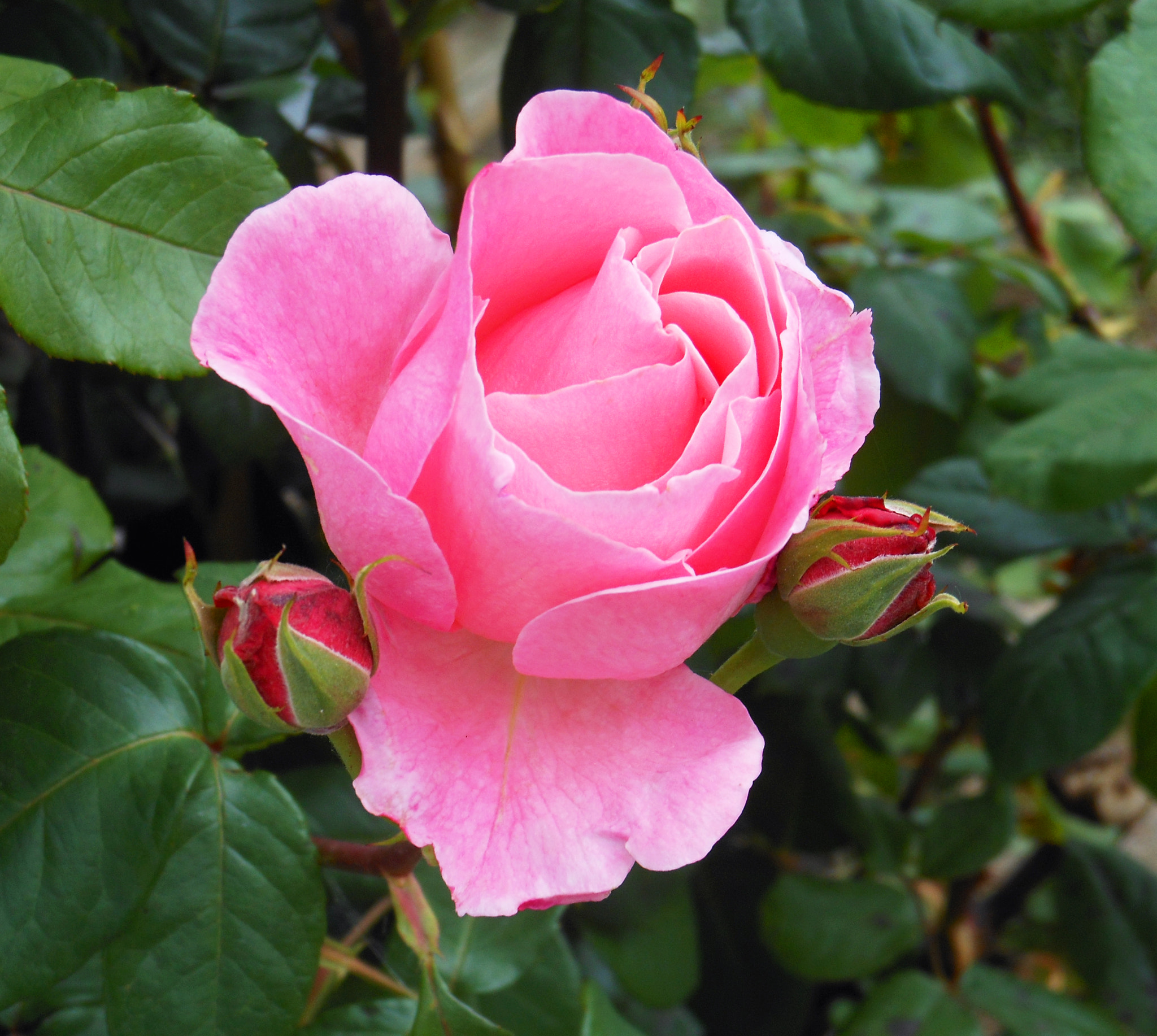 Nikon Coolpix S6200 sample photo. Pink rose photography