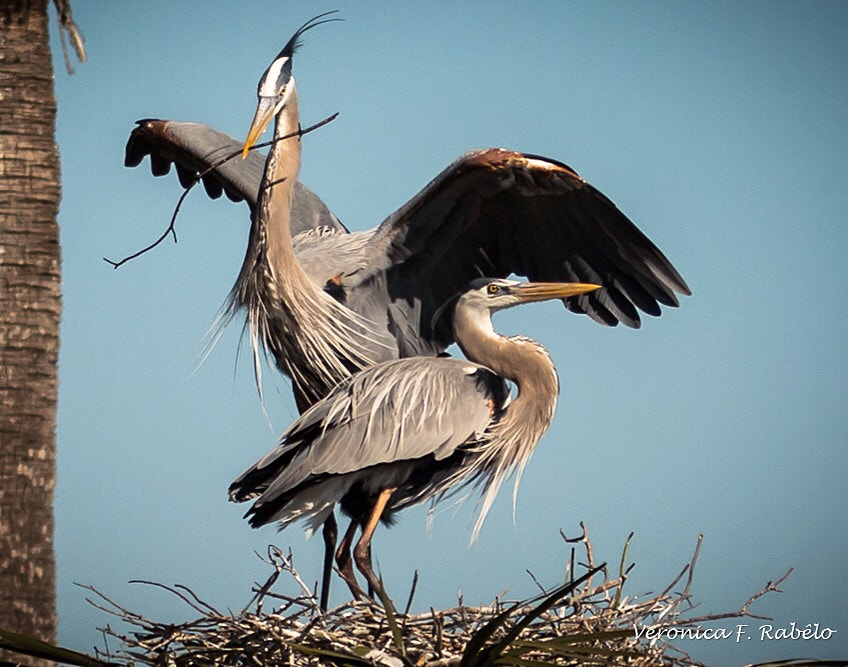 Canon EF 70-200mm F2.8L USM sample photo. True love photography
