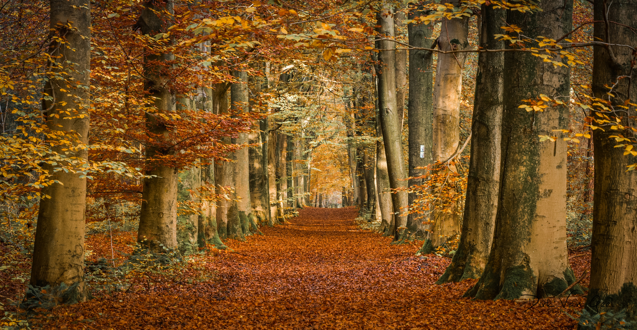 Sigma 150mm F2.8 EX DG OS Macro HSM sample photo. Autumn forest in belgium photography