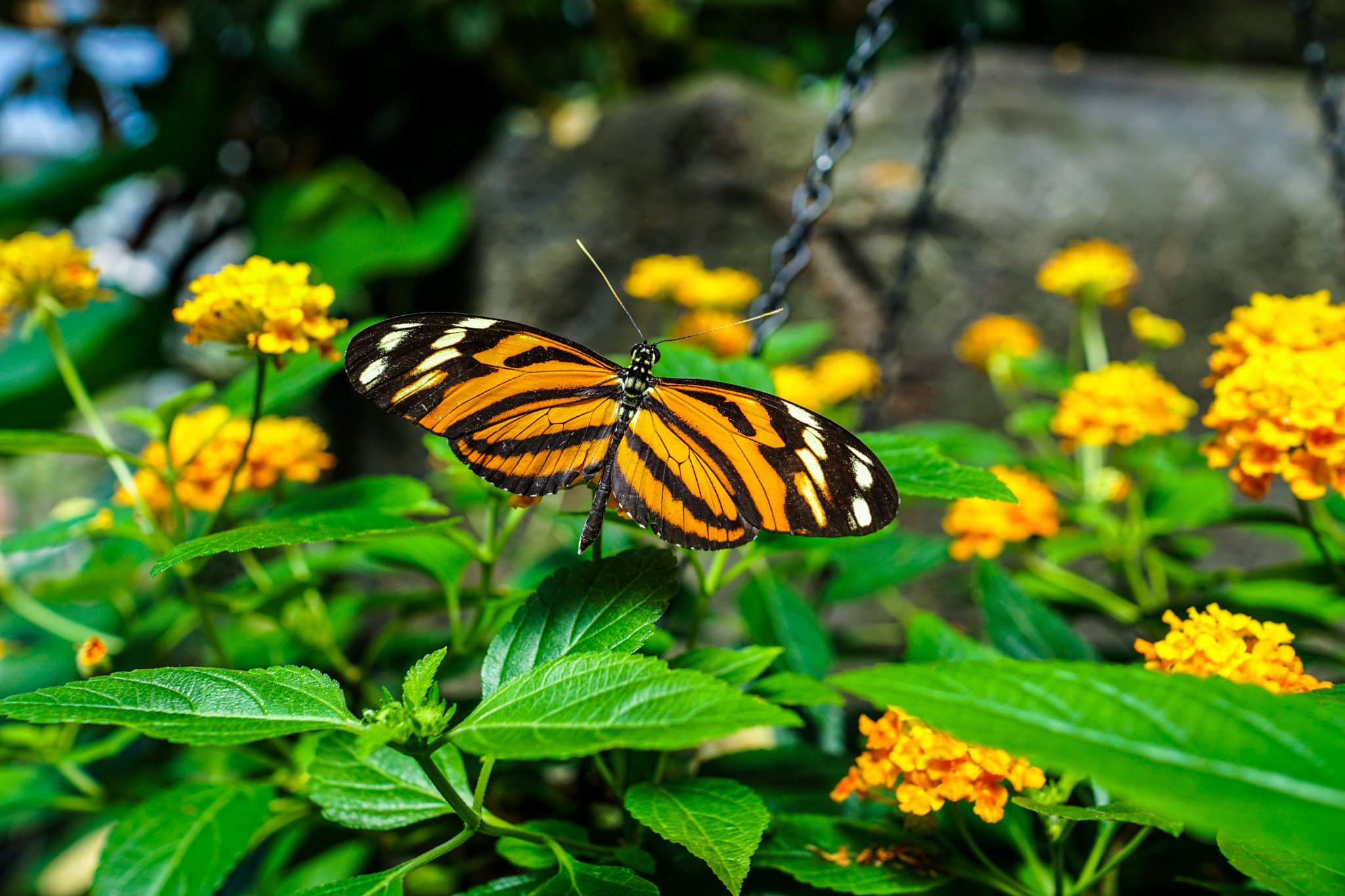 Sony Sonnar T* E 24mm F1.8 ZA sample photo. Butterfly @ franklin park conservatory photography