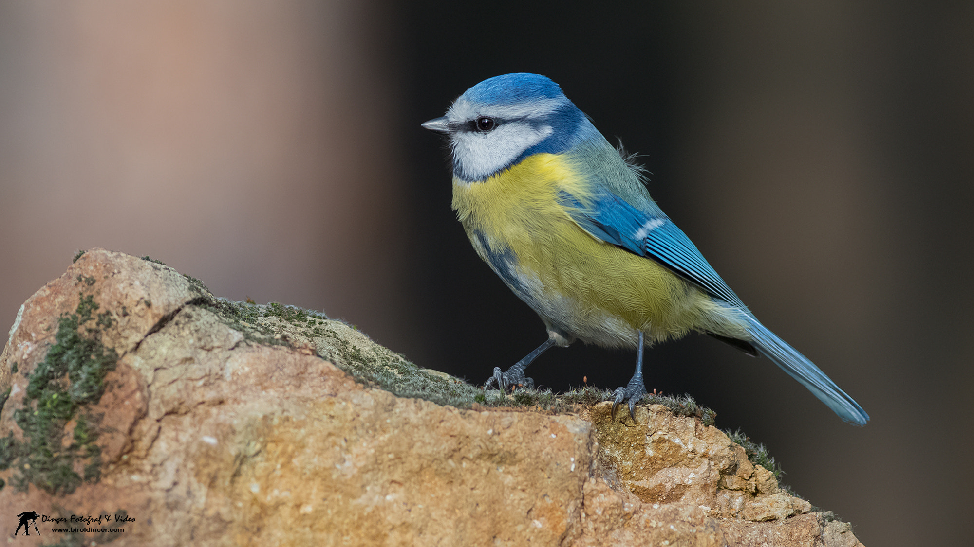 Canon EOS 70D + Canon EF 400mm F5.6L USM sample photo. Mavibaştankara (eurasian blue tit) photography