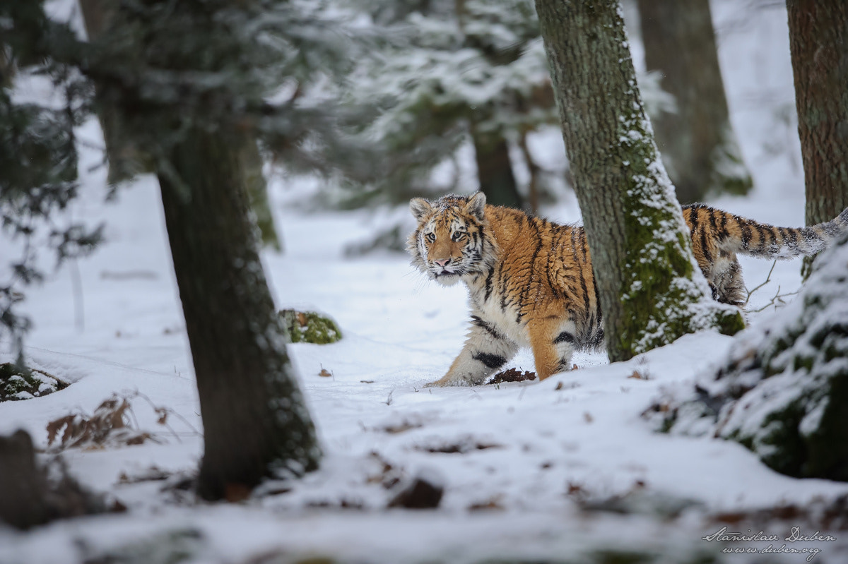 Nikon AF-S Nikkor 400mm F2.8G ED VR II sample photo. Beast in the forest photography