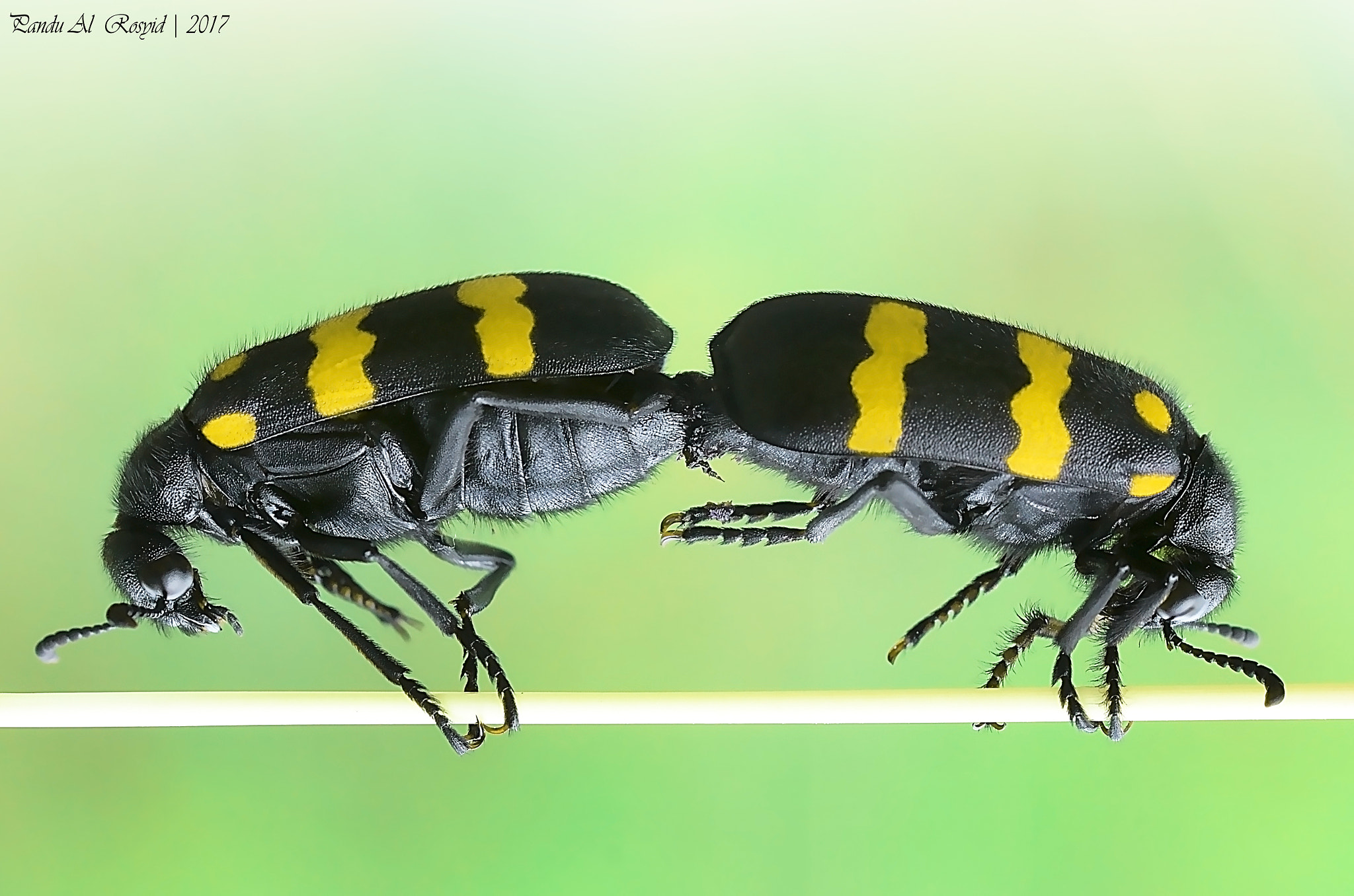 Nikon D7000 + Tamron SP 90mm F2.8 Di VC USD 1:1 Macro sample photo. Mating beetle photography