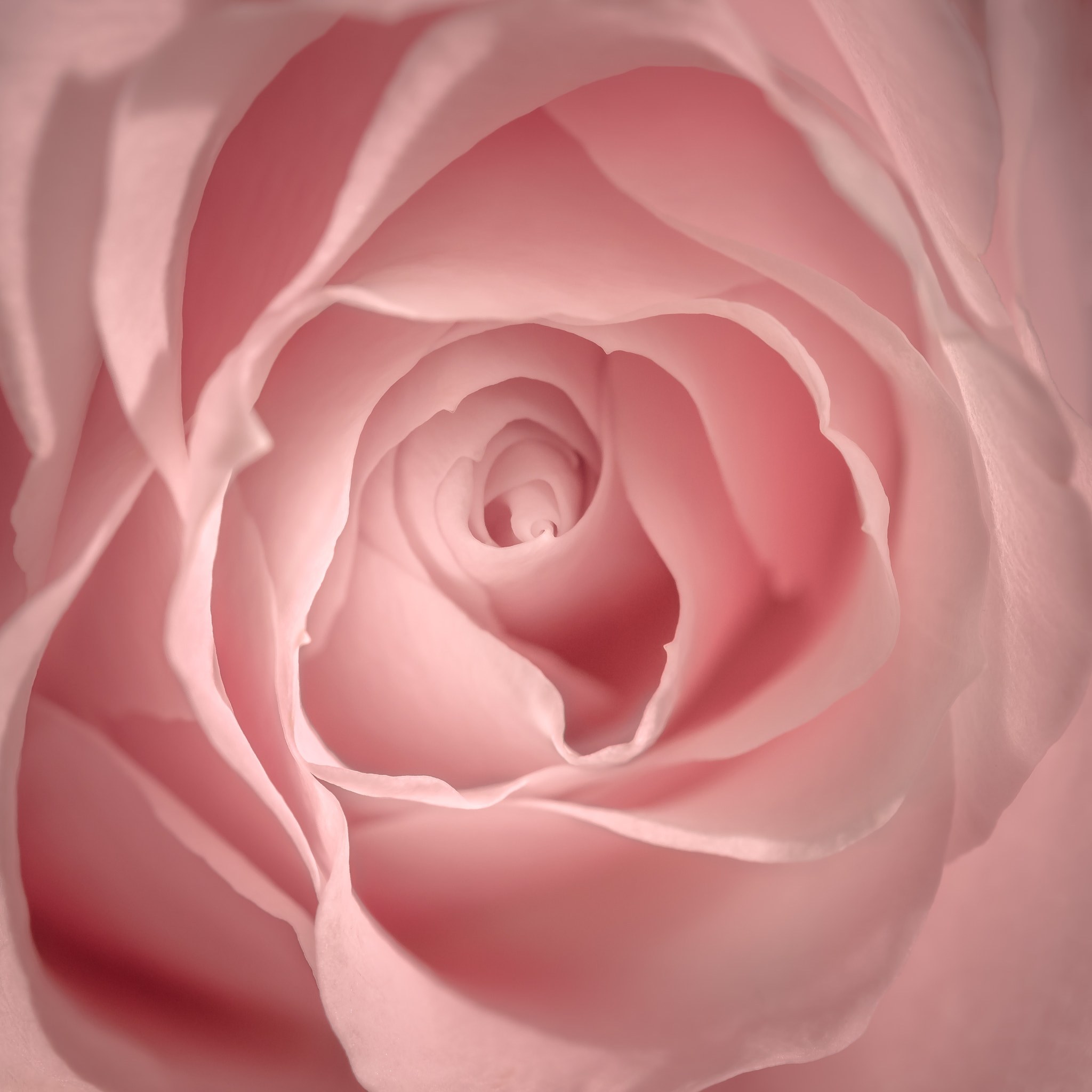 Nikon D810 sample photo. Pink rose photography