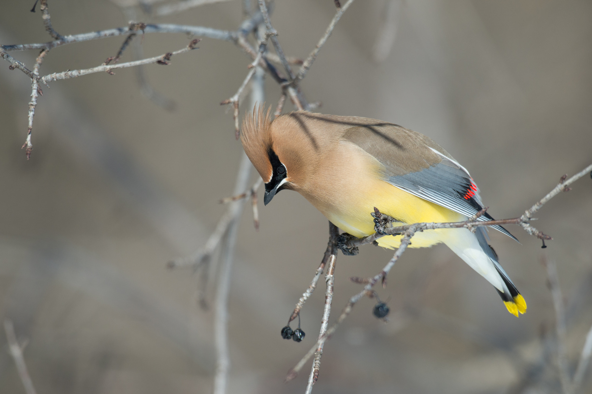 Nikon D4 sample photo. Jaseur d'amérique,bombycillacedrorum,cedar waxwing photography