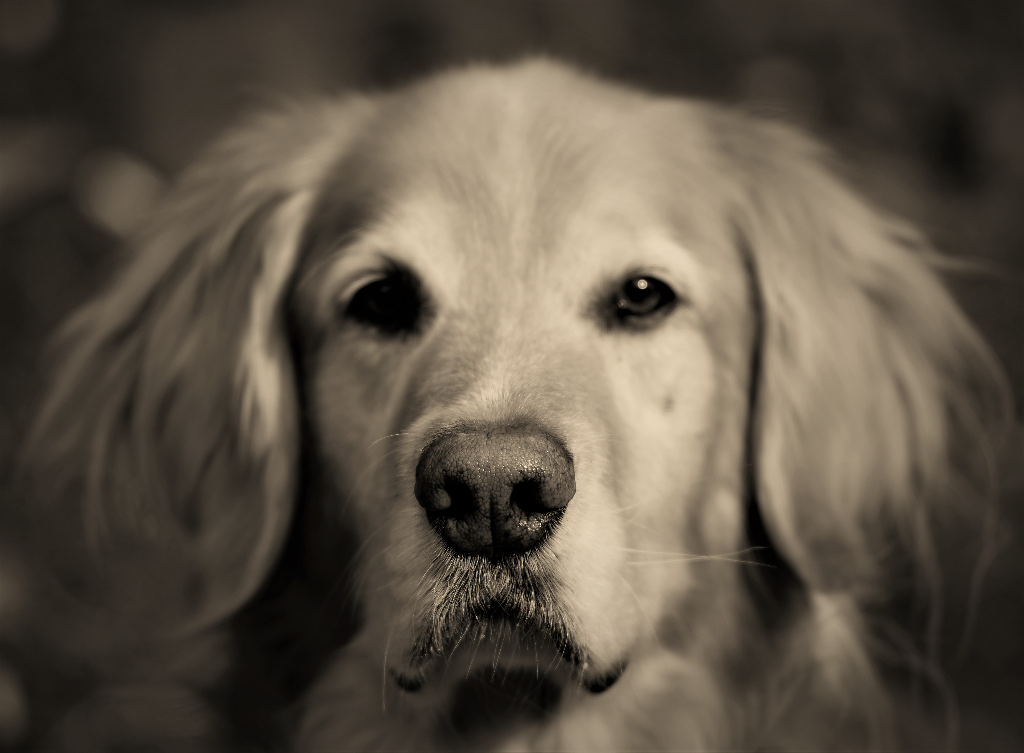 Manual Lens No CPU sample photo. It always nose photography
